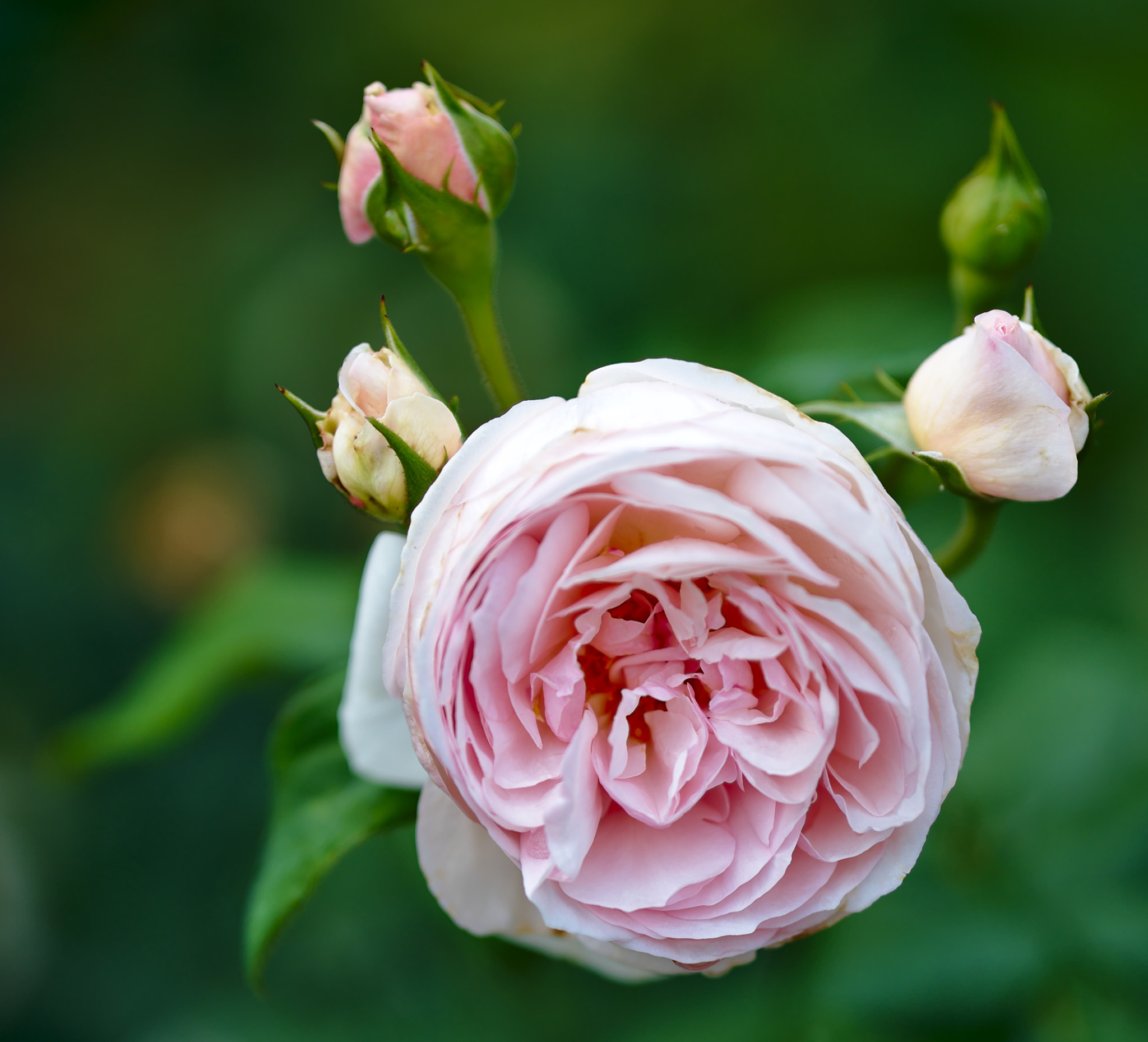 Nikon D810 + ZEISS Otus 85mm F1.4 sample photo. "heritage" - a hybrid rose photography