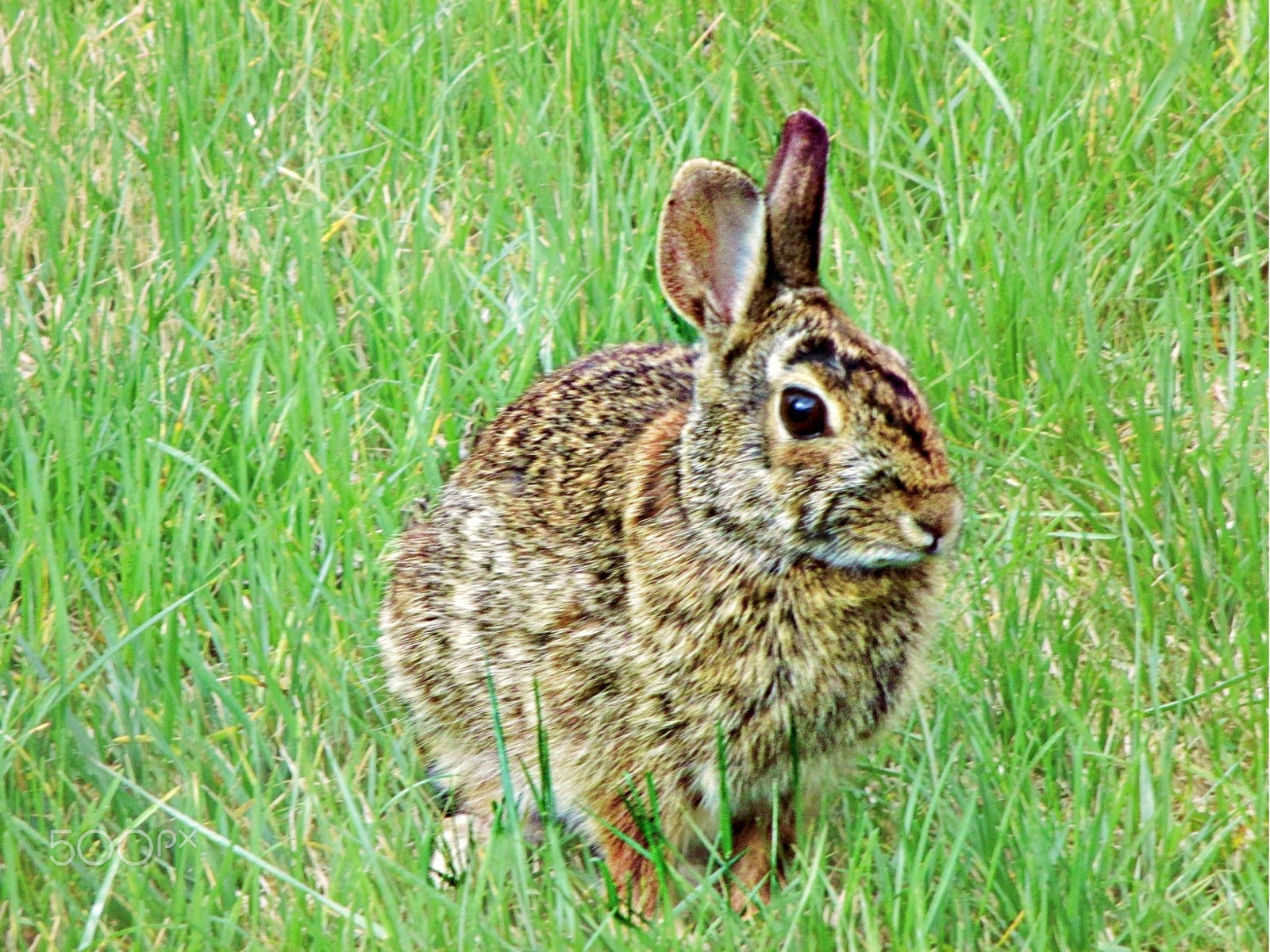 Canon PowerShot ELPH 115 IS (IXUS 132 / IXY 90F) sample photo. Rabbit in the habit of visiting photography