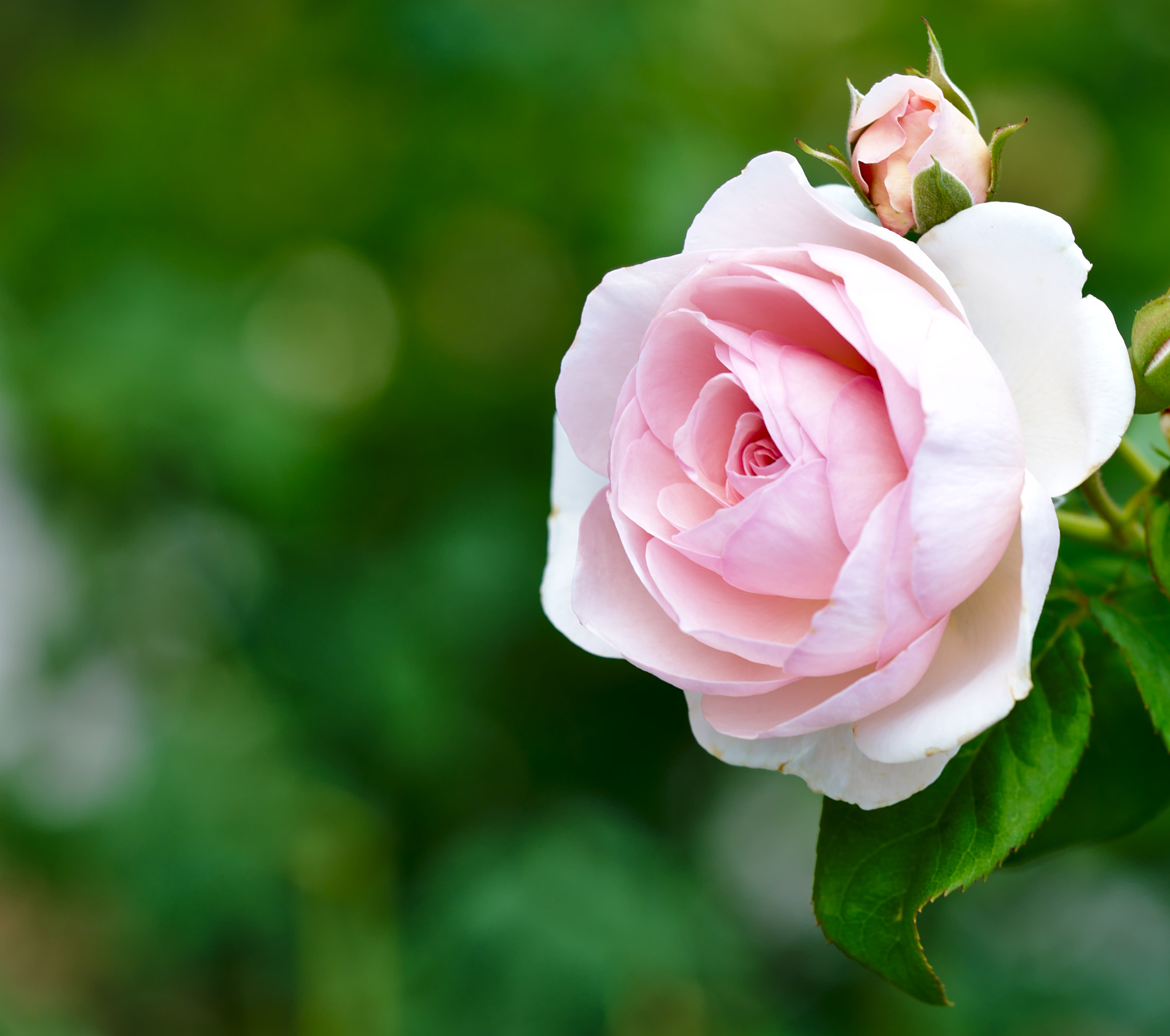 Nikon D810 + ZEISS Otus 85mm F1.4 sample photo. "heritage" - a hybrid rose ii photography