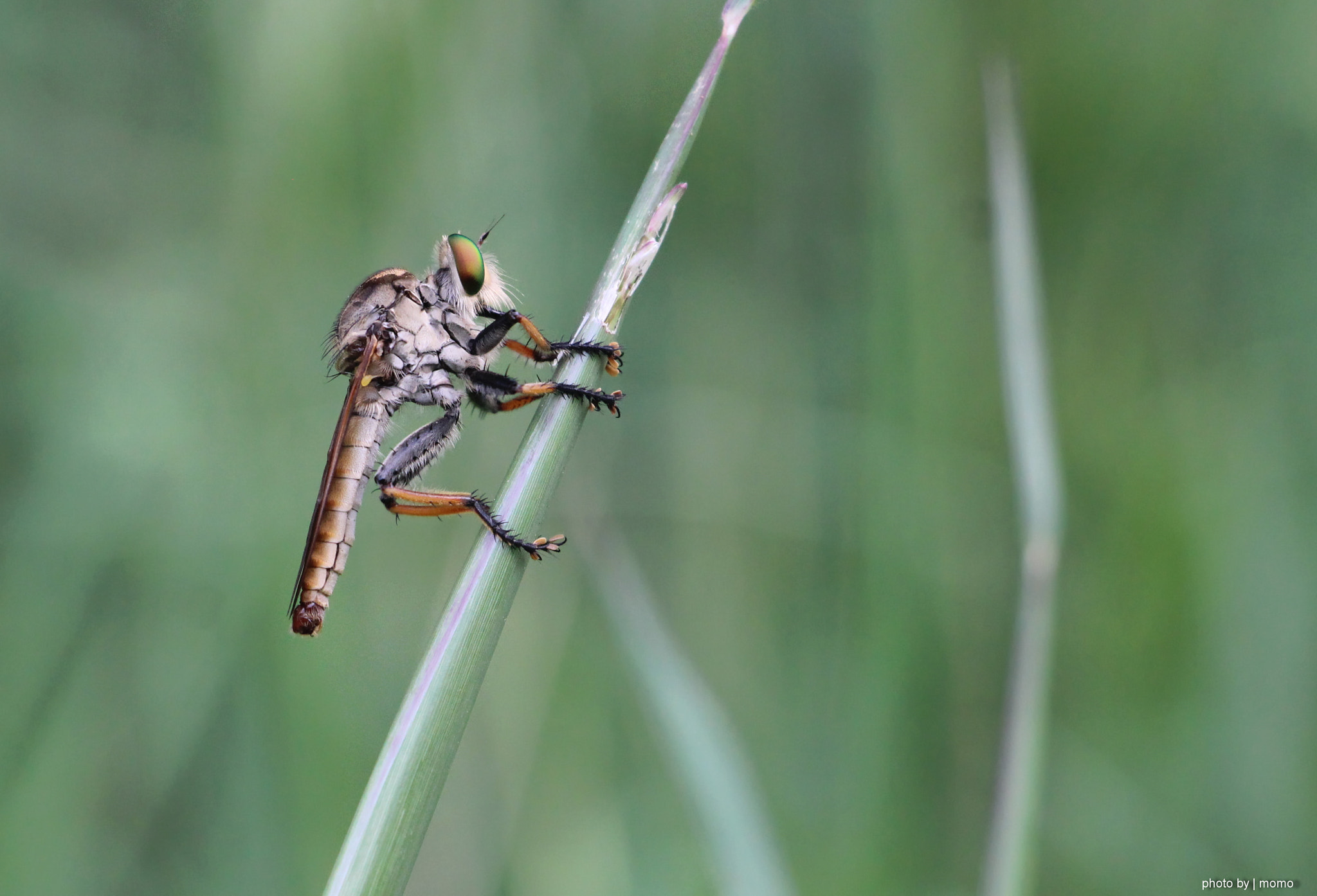 Canon EOS 600D (Rebel EOS T3i / EOS Kiss X5) sample photo. Roberfly photography