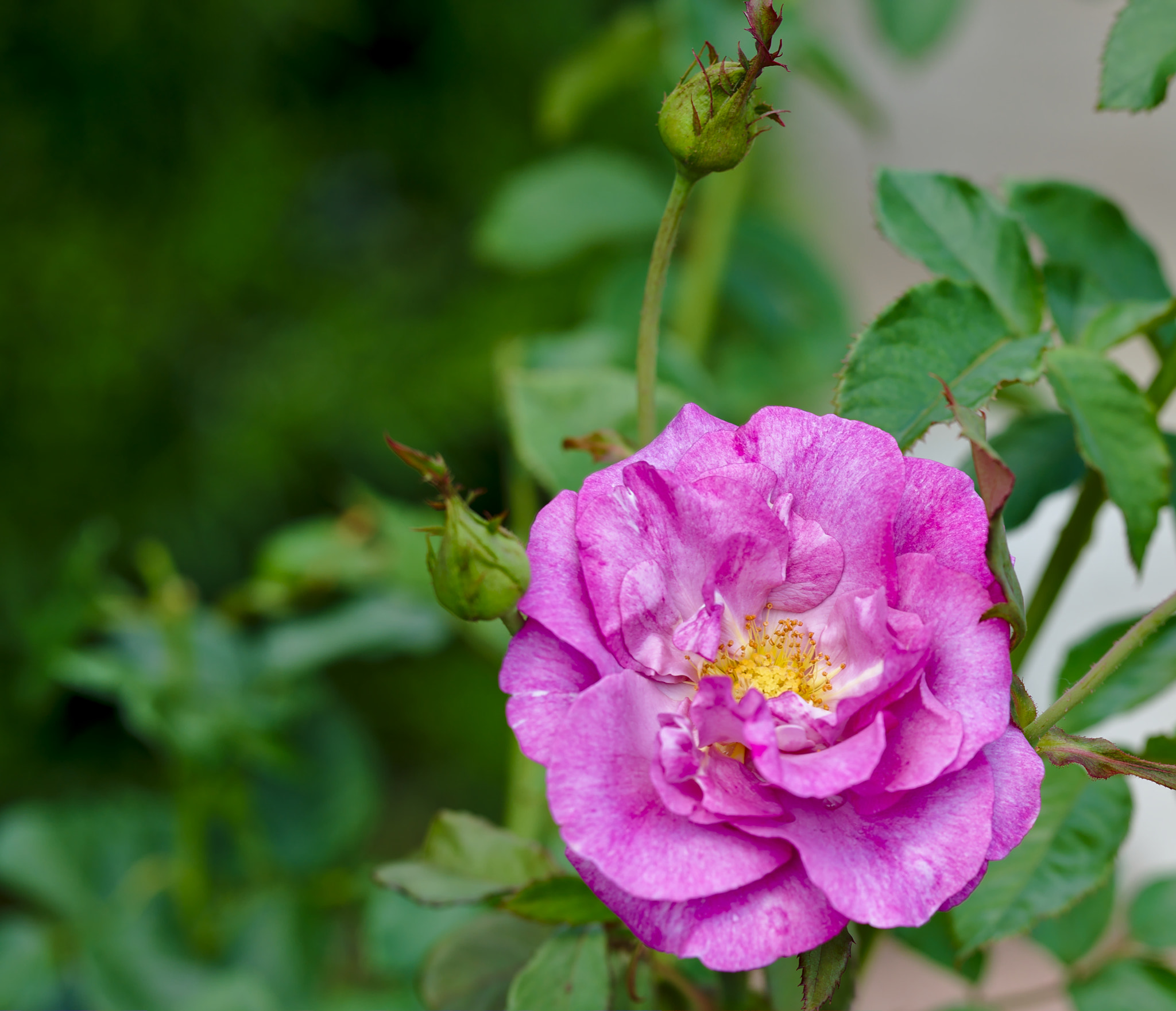 ZEISS Otus 85mm F1.4 sample photo. "queen elisabeth" - a grandiflora, hybrid rose photography