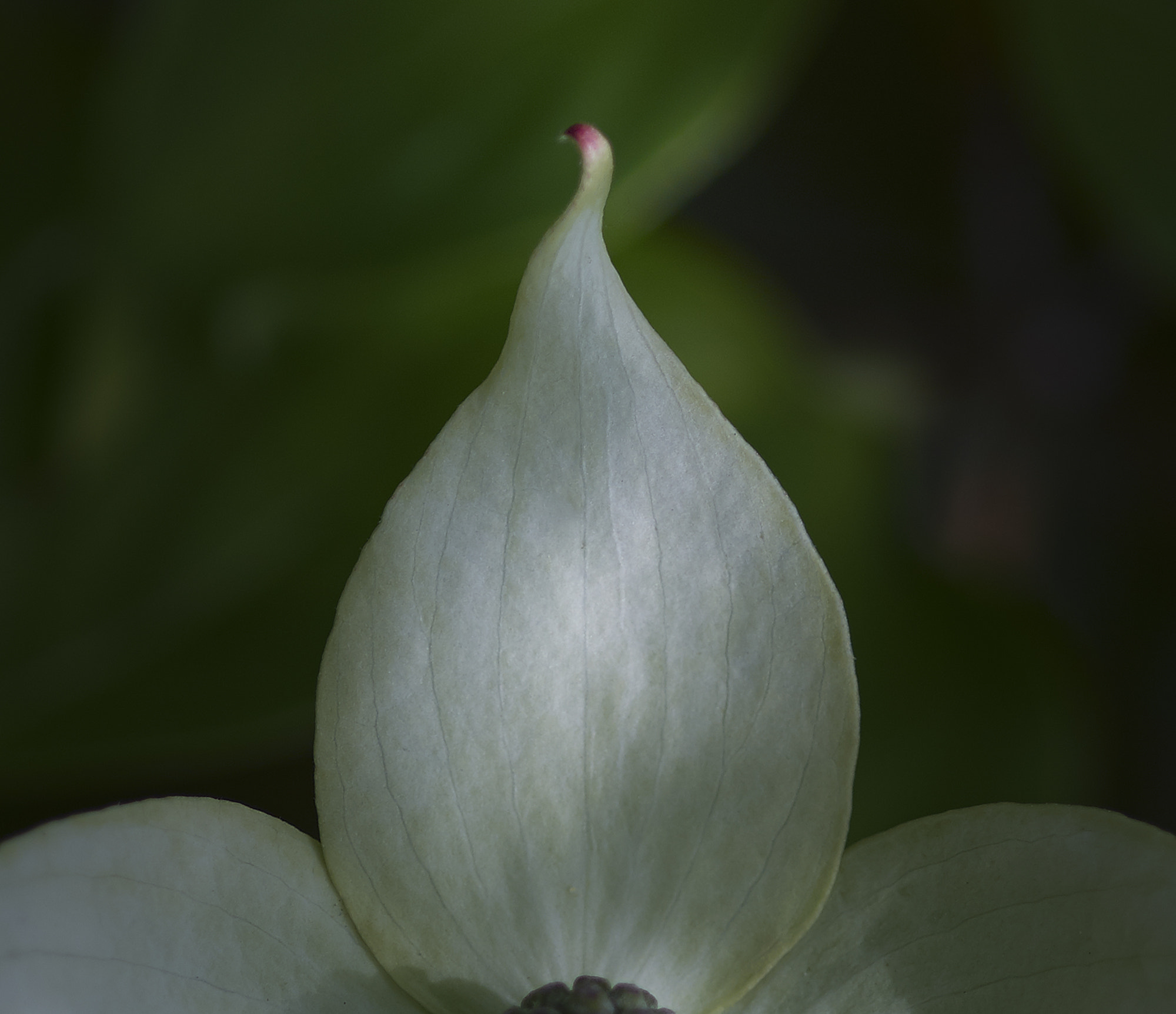 Phase One IQ260 sample photo. Detail of dogwood blossom photography