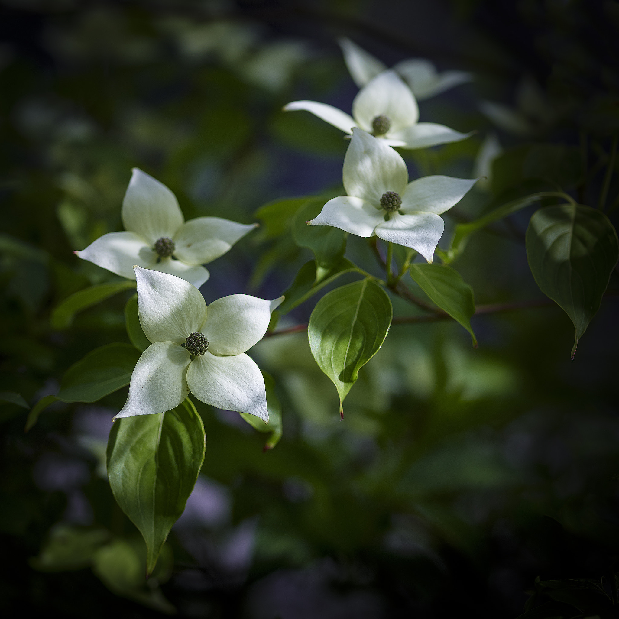 Phase One IQ260 sample photo. Dogwood blossoms photography