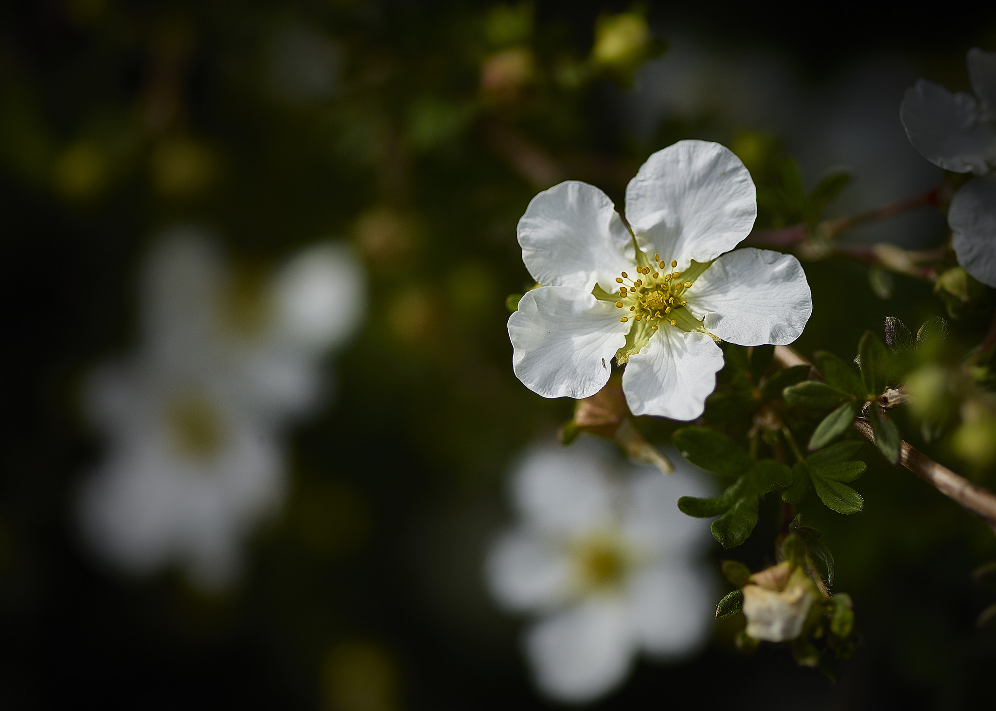 Phase One IQ260 sample photo. White blossom photography