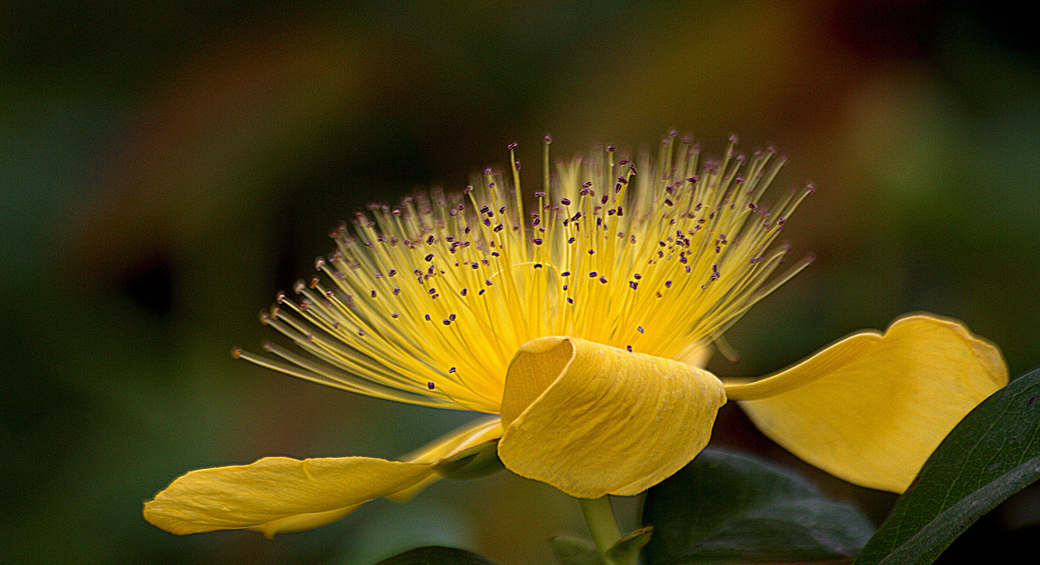 Sigma 70-300mm F4-5.6 APO DG Macro sample photo. Hypericum perforatum photography