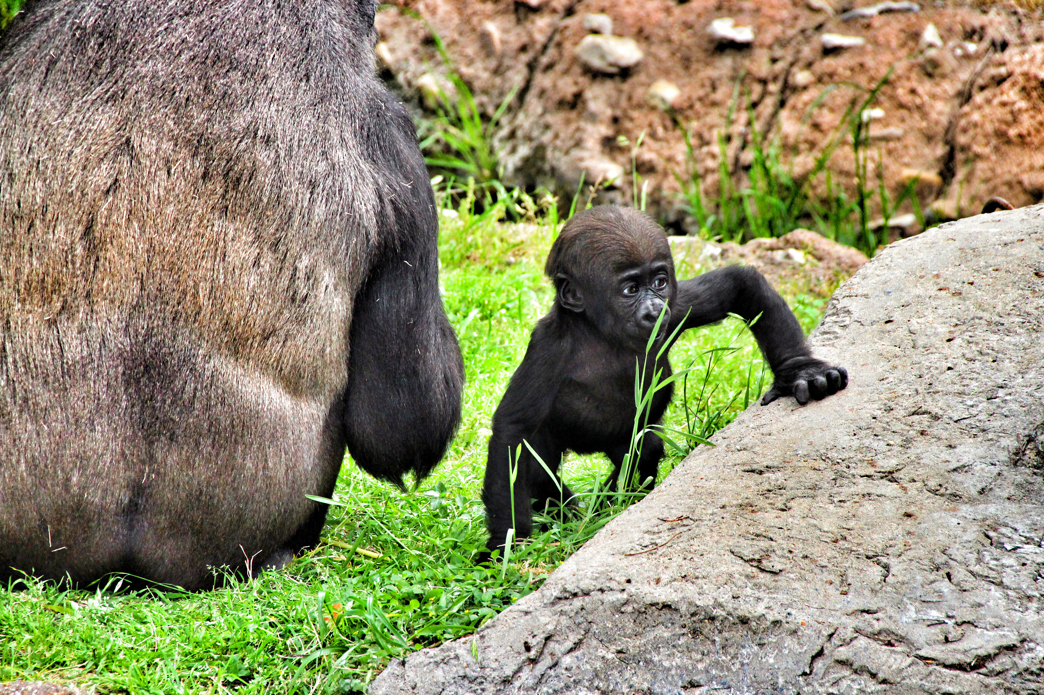 Canon EOS 700D (EOS Rebel T5i / EOS Kiss X7i) + Canon 18-250mm sample photo. Baby gorilla with his momma photography