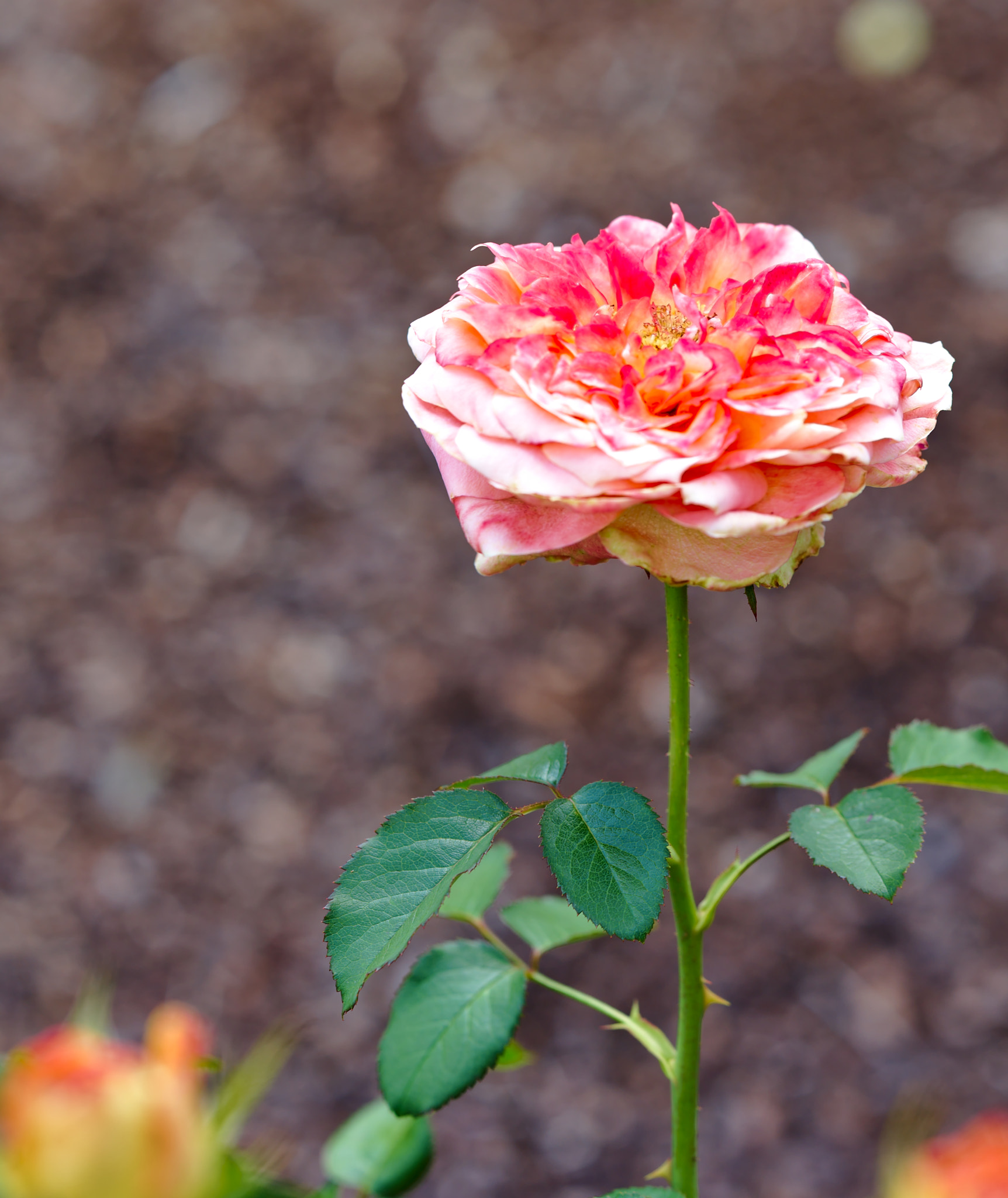 ZEISS Otus 85mm F1.4 sample photo. "yankee doodle" - a hybrid tea rose photography