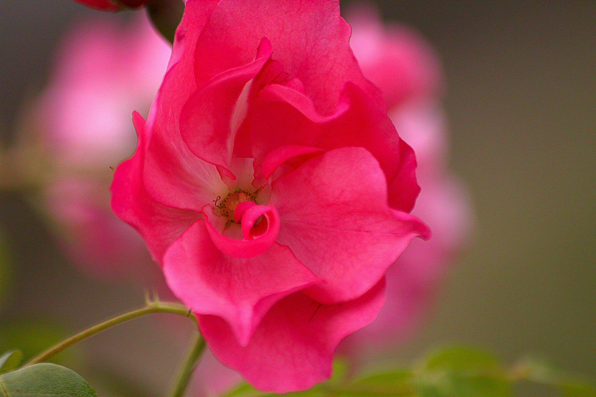 Sigma 70-300mm F4-5.6 APO DG Macro sample photo. Pinky photography