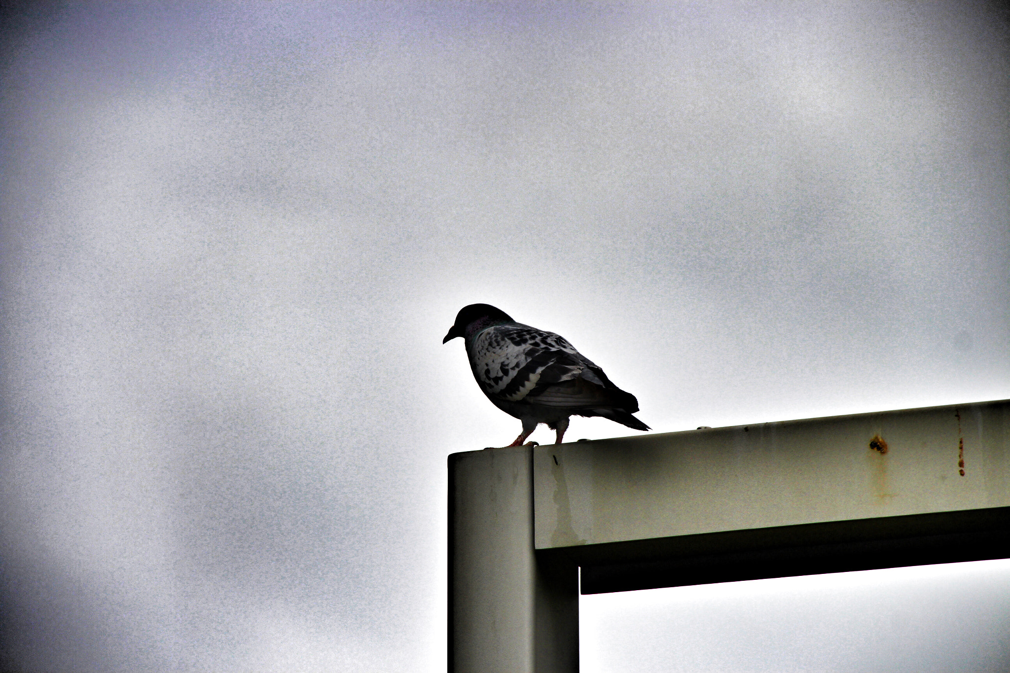 Canon 18-250mm sample photo. The loneliness of flight photography