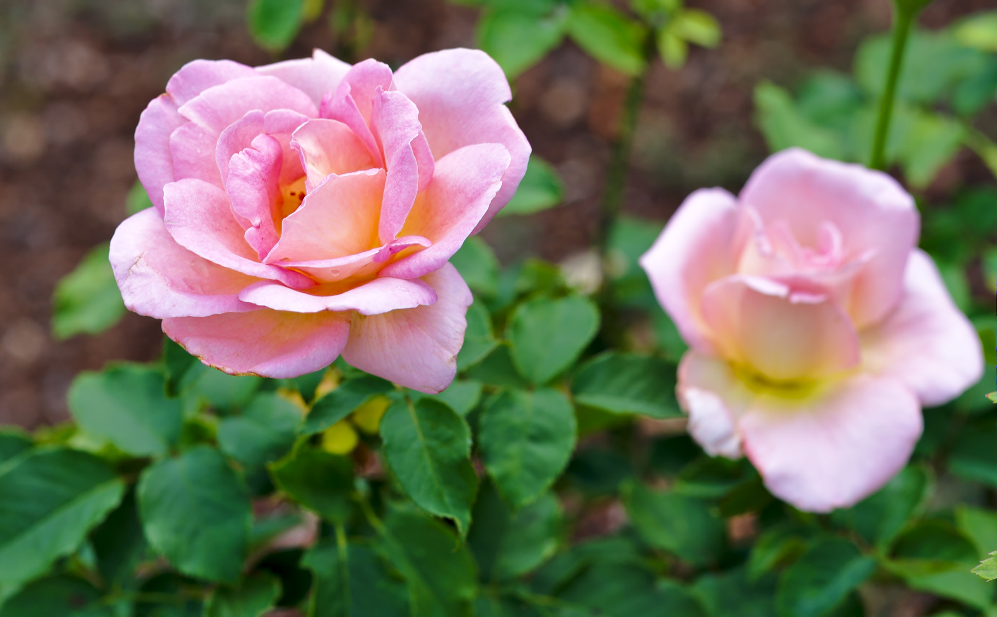 ZEISS Otus 85mm F1.4 sample photo. "cherry parfait" - a hybrid tea rose photography