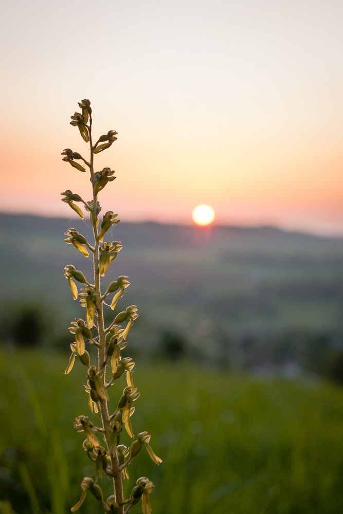 Canon EF 28-105mm F4.0-5.6 USM sample photo. Sunset ovale photography