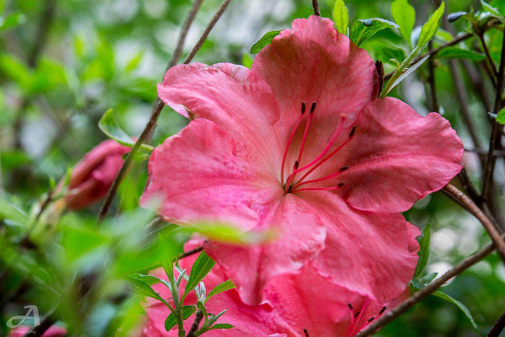 Nikon AF-S Micro-Nikkor 60mm F2.8G ED sample photo. We're living in a small world. photography