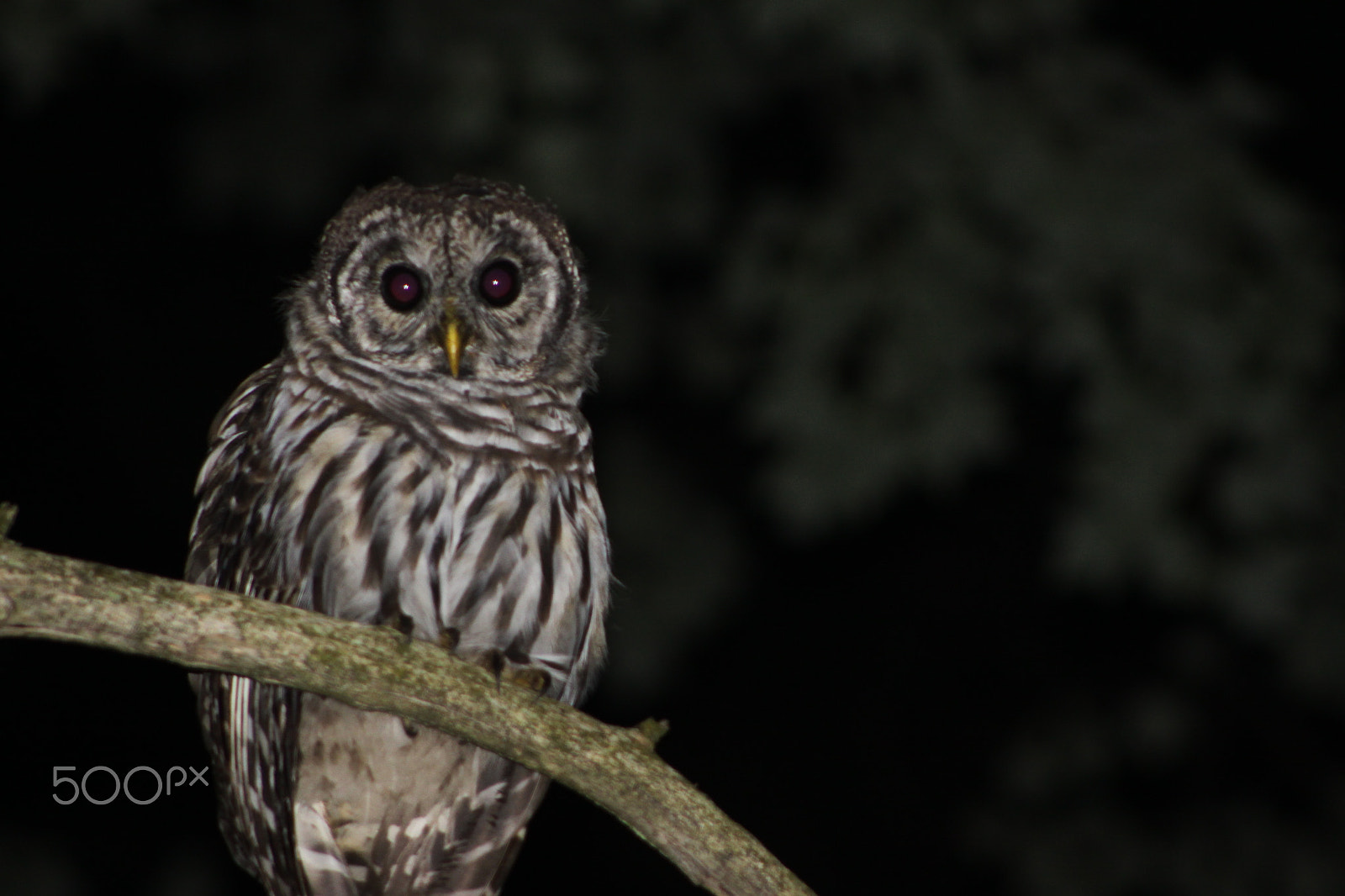 Canon EOS 50D + EF75-300mm f/4-5.6 sample photo. Barr none photography