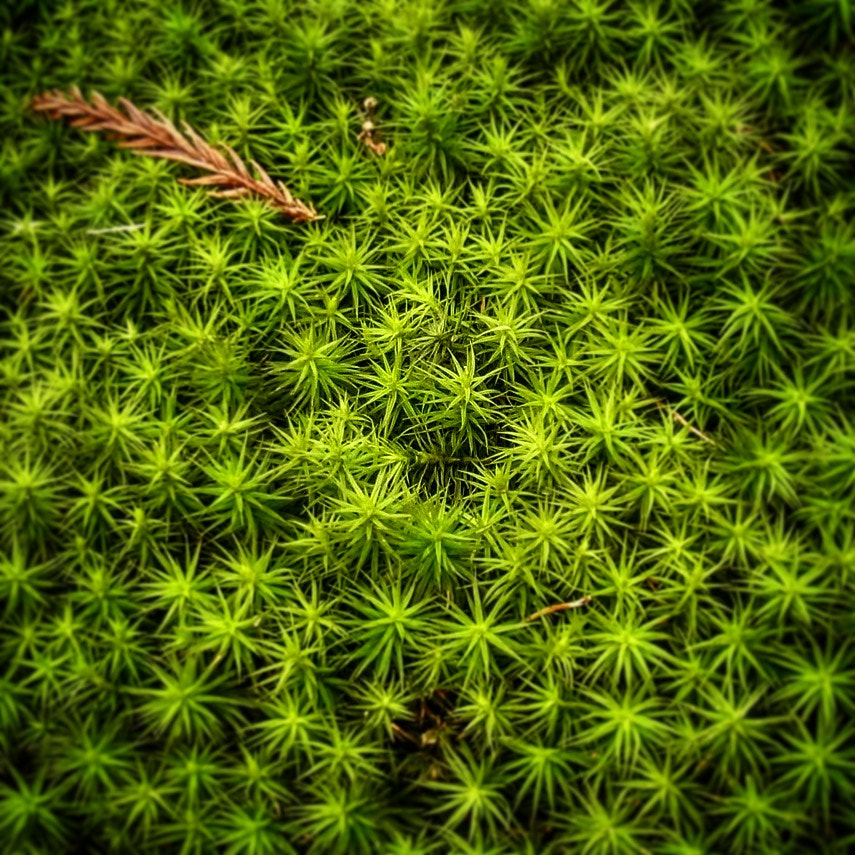 Ricoh CX4 sample photo. Mountain moss photography