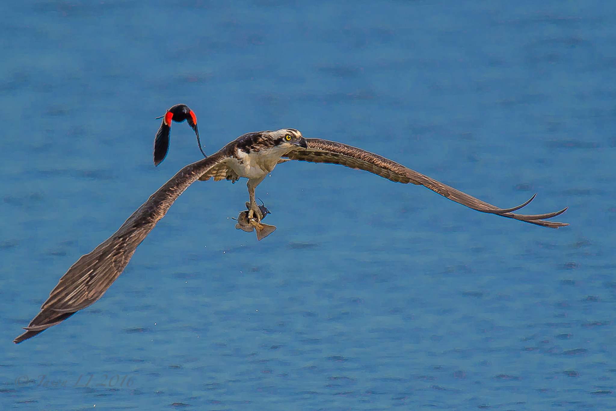 Nikon D5 + Nikon AF-S Nikkor 600mm F4G ED VR sample photo. Osprey photography