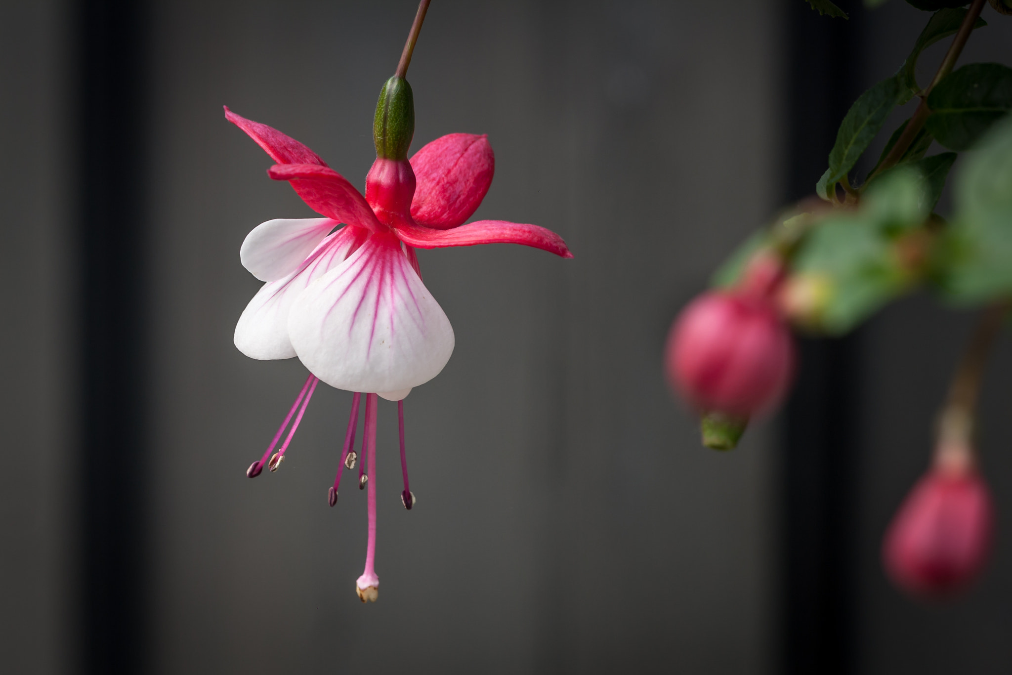 Canon EOS 1000D (EOS Digital Rebel XS / EOS Kiss F) sample photo. Fuchsia photography