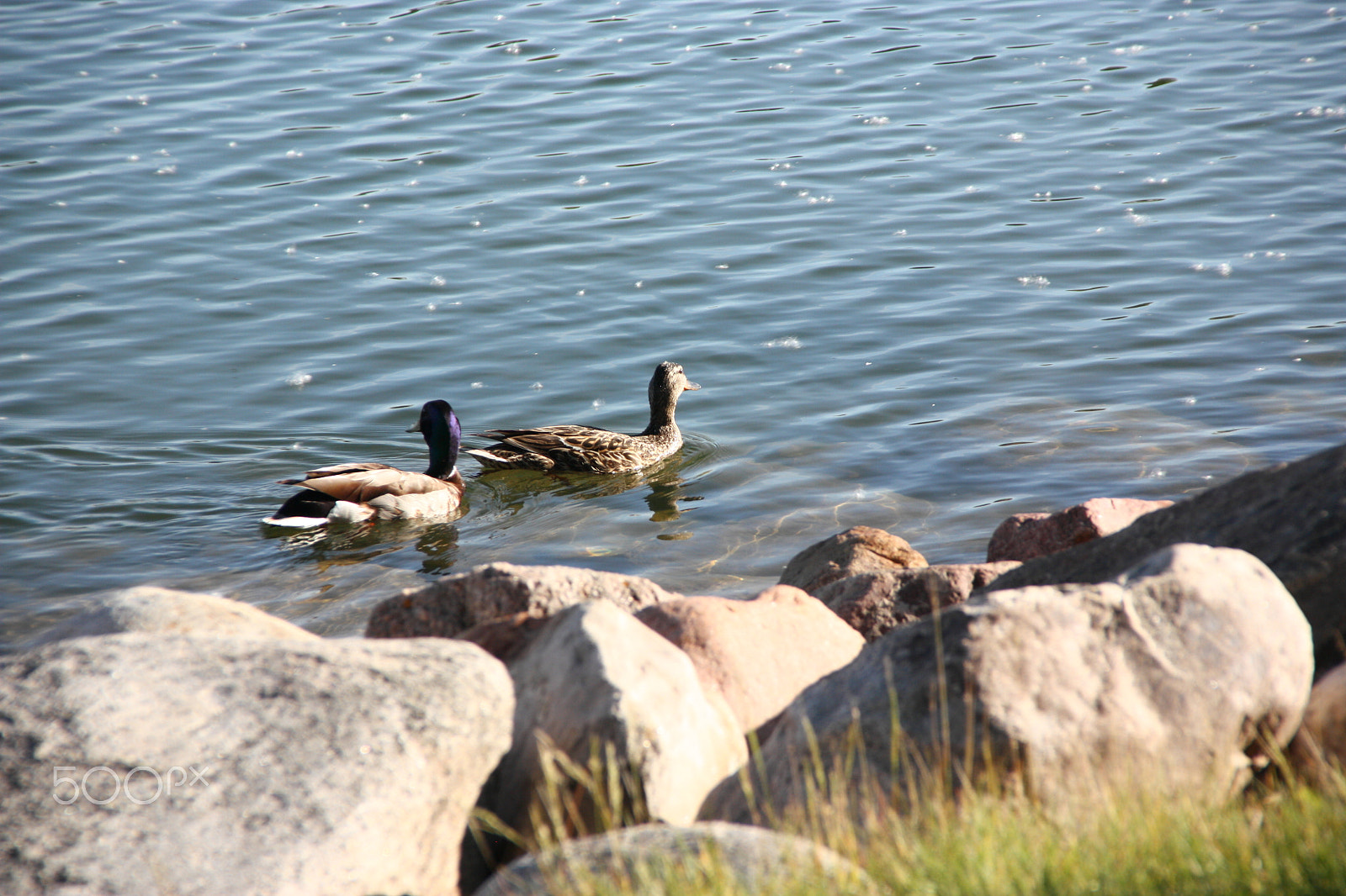 Canon EOS 450D (EOS Rebel XSi / EOS Kiss X2) + Canon EF-S 18-135mm F3.5-5.6 IS sample photo. Ducks on the lake photography
