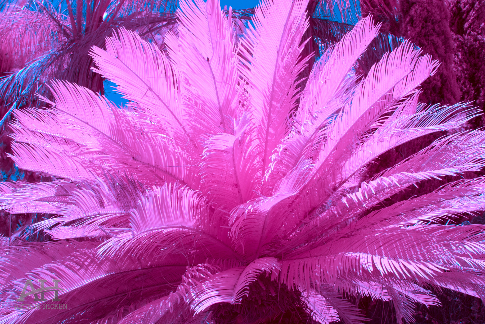 Sony a7S sample photo. Palm in pink infrared photography