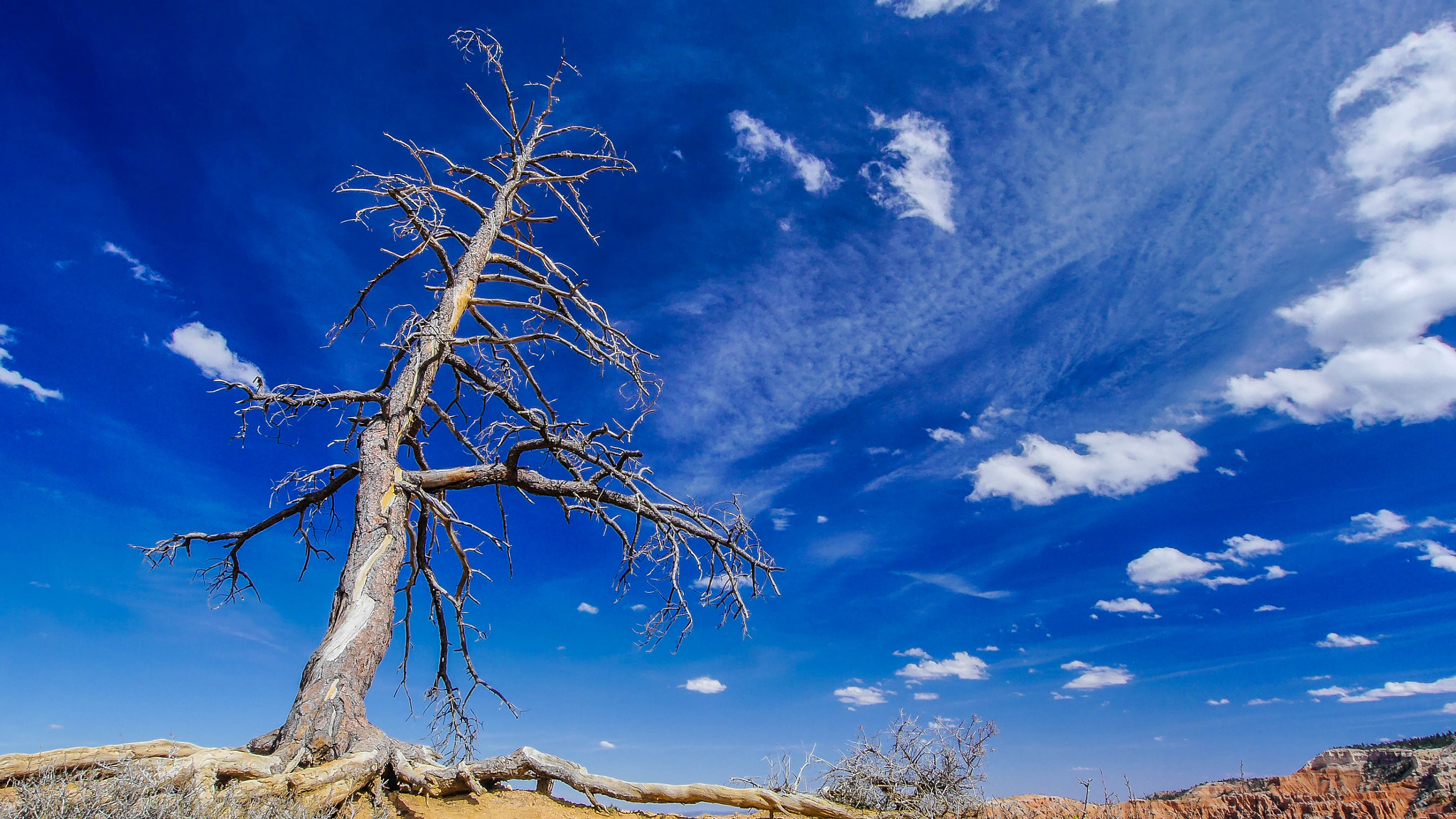 Panasonic Lumix DMC-G6 + OLYMPUS M.9-18mm F4.0-5.6 sample photo. Tree in the blue sky photography