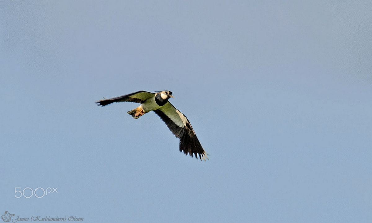 Sigma 120-400mm F4.5-5.6 DG OS HSM sample photo. Vanellus vanellus photography