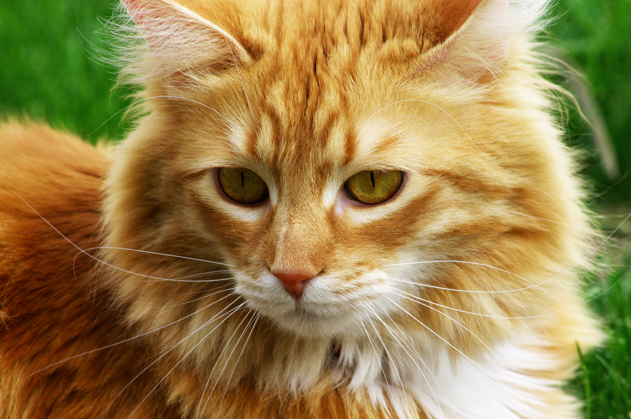 smc PENTAX-DA L 55-300mm F4-5.8 ED sample photo. Pumpkin the cat photography