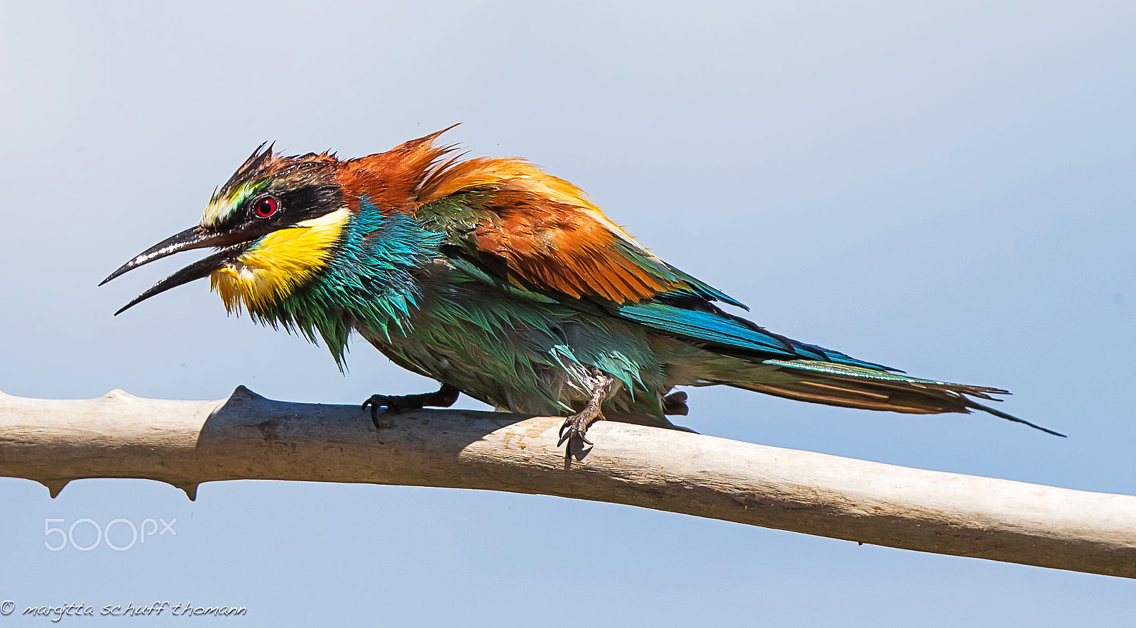 Canon EOS-1D X + Canon EF 300mm F2.8L IS USM sample photo. Someone lends me a hairdryer??... photography