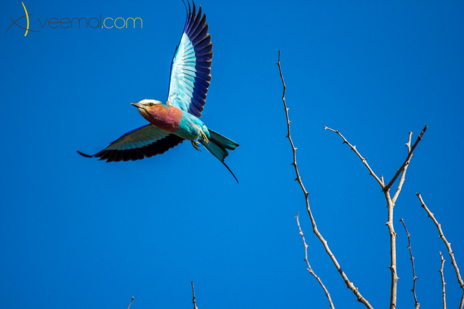 Tamron SP 35mm F1.8 Di VC USD sample photo. The swift flyer photography