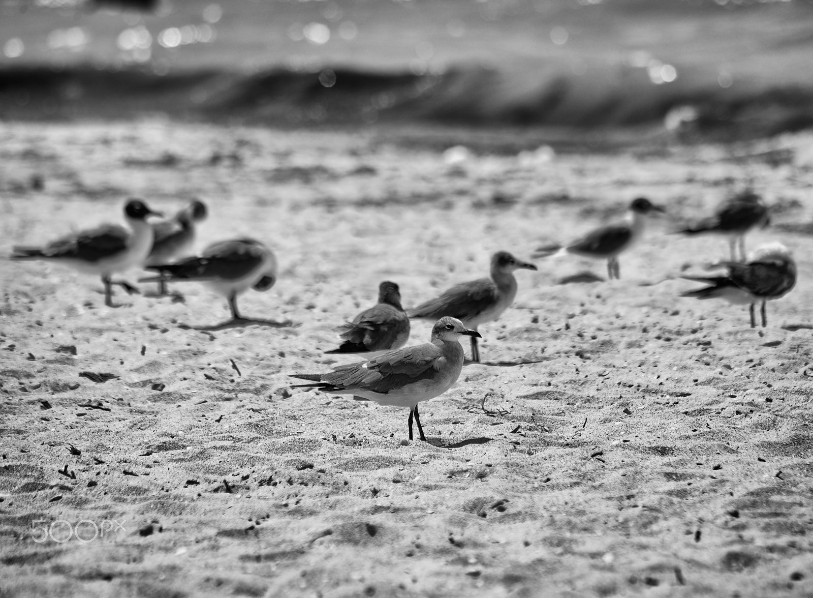 Sigma 70-300mm F4-5.6 APO DG Macro sample photo. Seagulls photography
