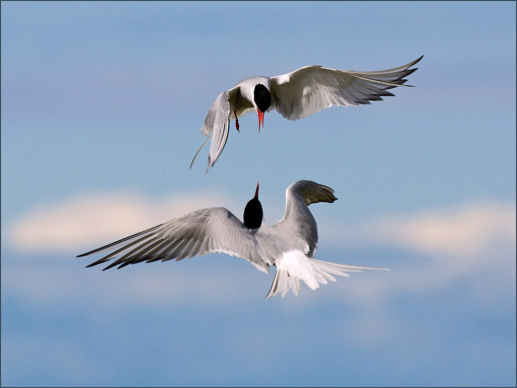 Sony SLT-A77 + Sony 70-400mm F4-5.6 G SSM sample photo. Arctic terns photography