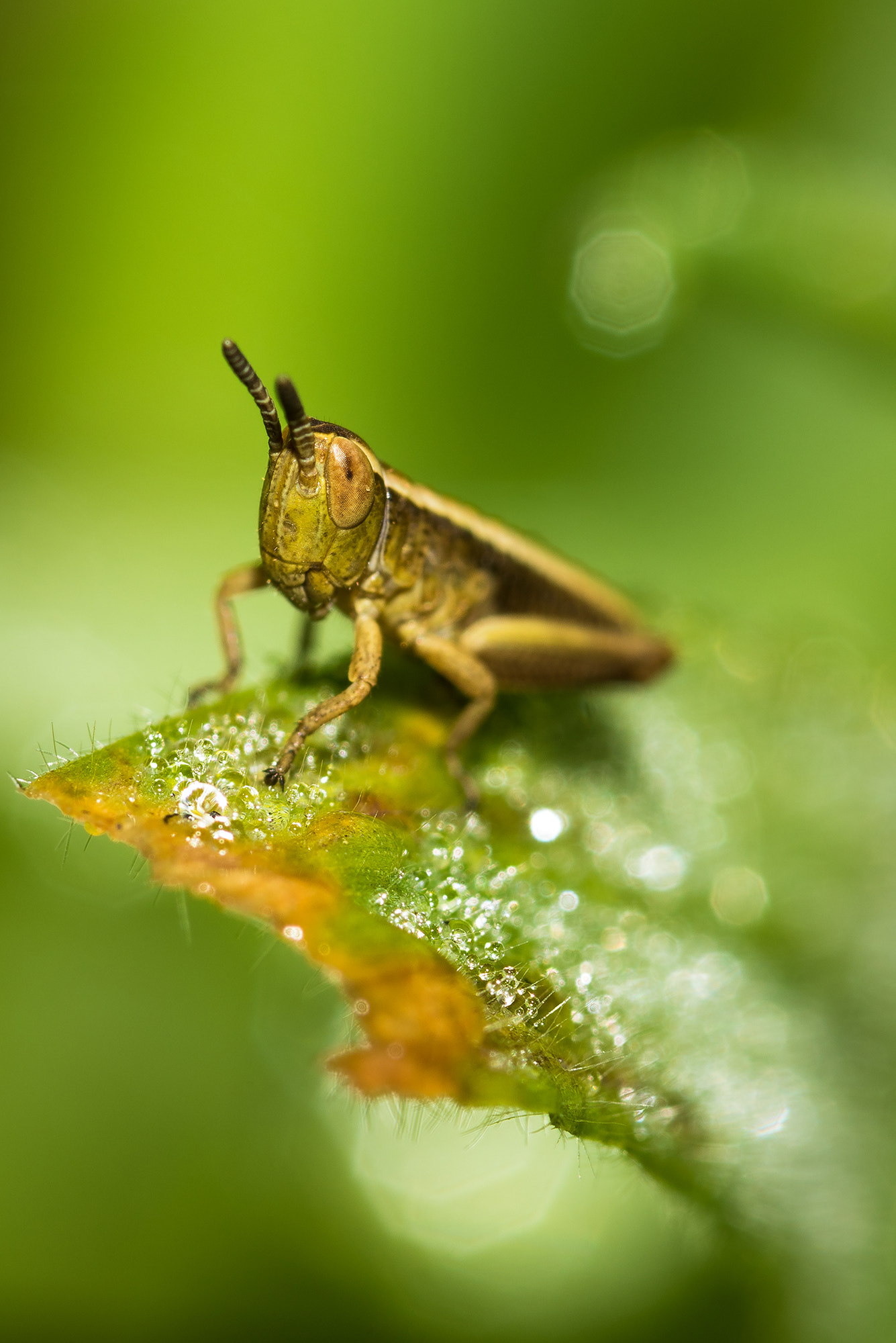 Nikon D810 + Nikon AF Micro-Nikkor 200mm F4D ED-IF sample photo. Yep ? photography