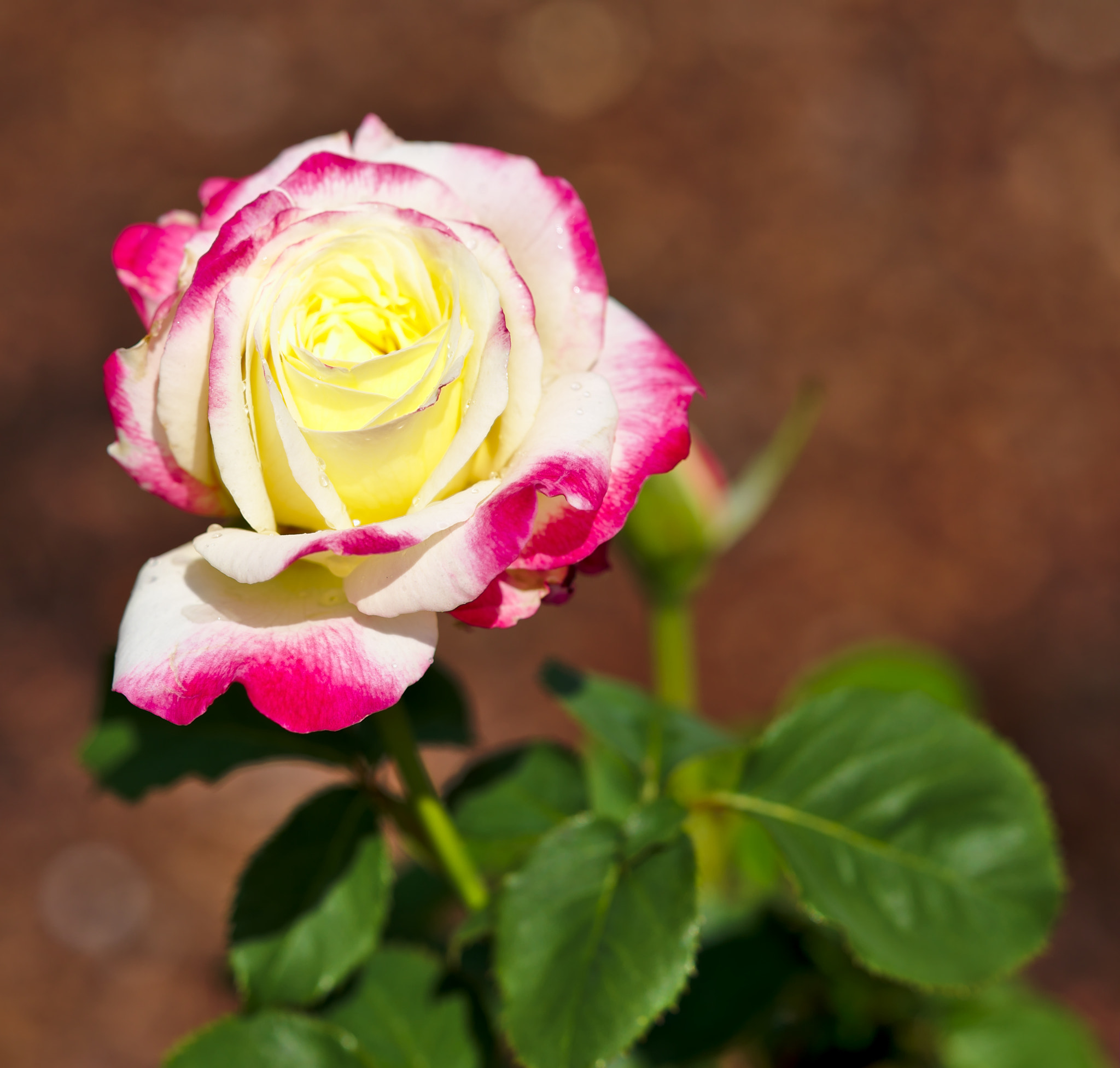 Nikon D810 + ZEISS Otus 85mm F1.4 sample photo. "princess de monaco" - a hybrid tea rose photography