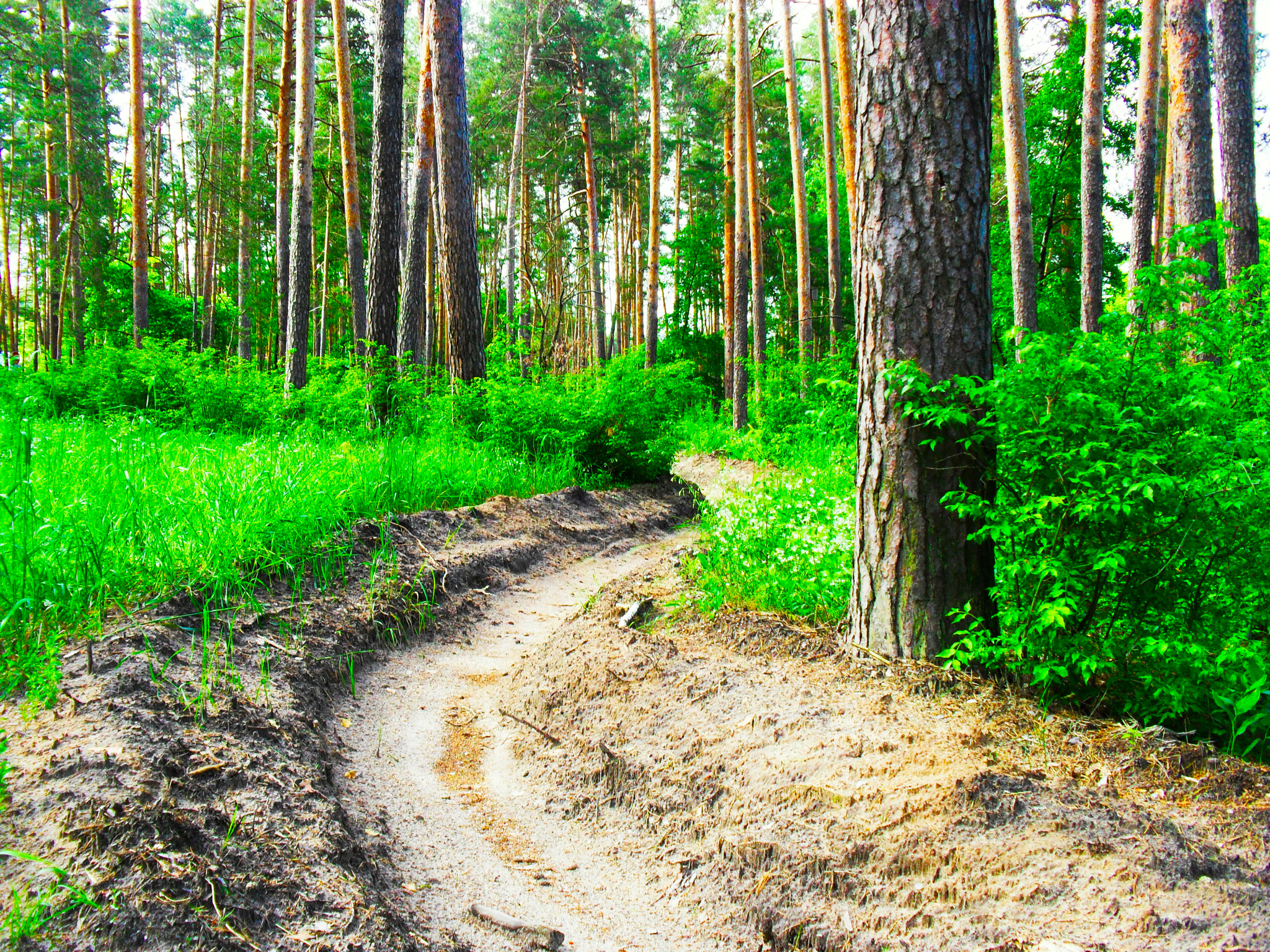 Samsung ES60 / VLUU ES60 /  SL105 /  ES63 sample photo. Spring landscape. fire fencing strip in the forest. photography