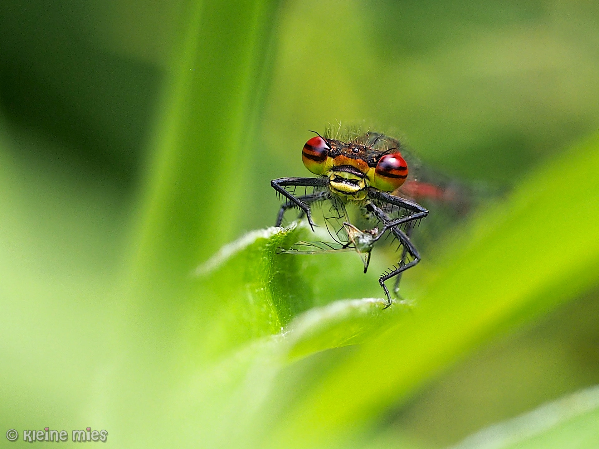 Panasonic Leica DG Macro-Elmarit 45mm F2.8 ASPH OIS sample photo. Lunch! photography