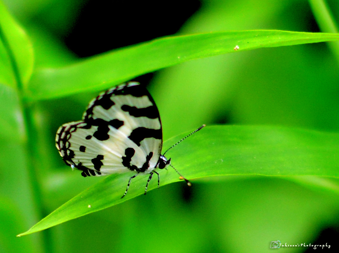 Nikon D7100 + Sigma 50-150mm F2.8 EX APO DC HSM sample photo. Butterfly photography