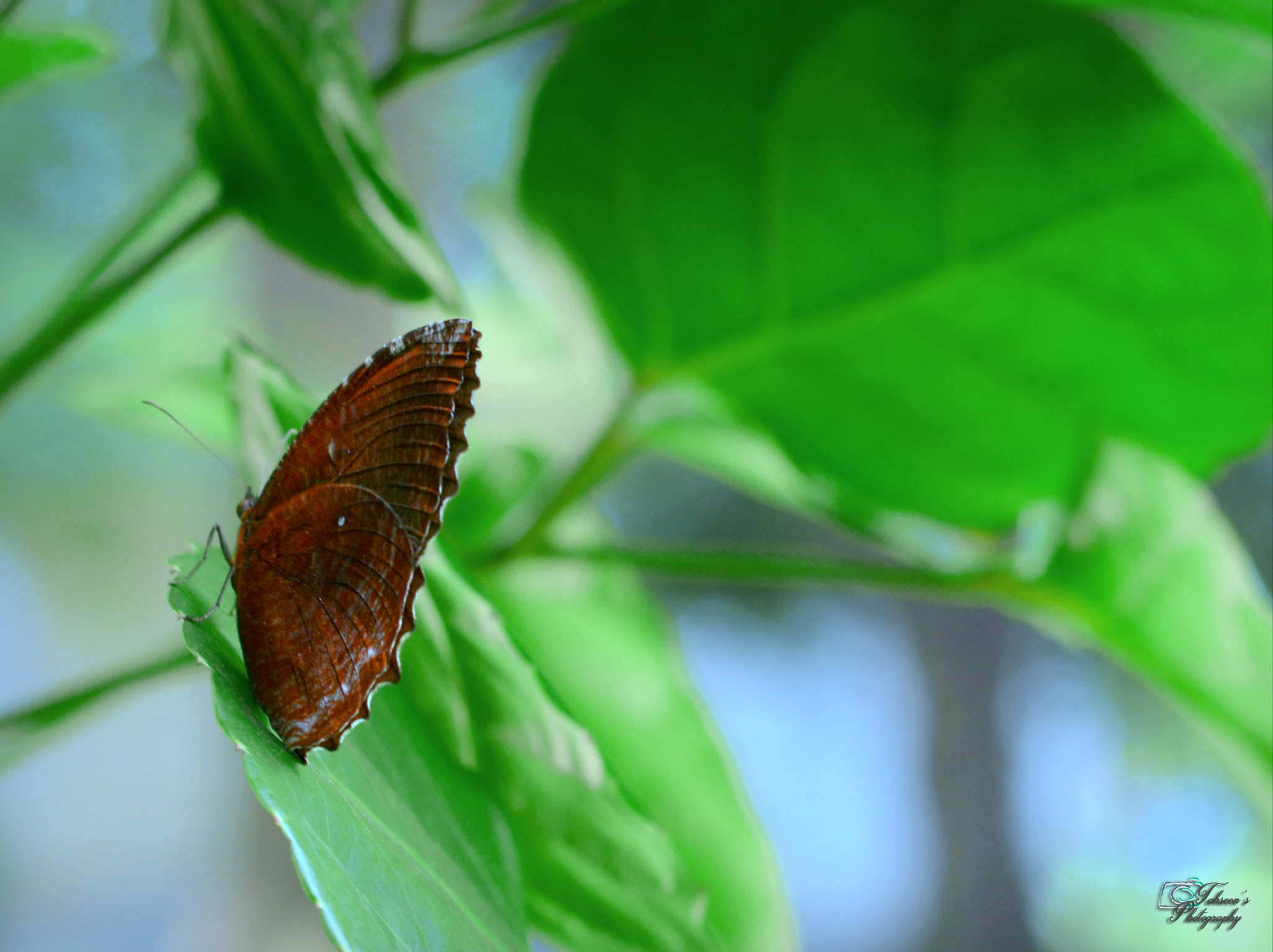 Nikon D7100 + Zoom-Nikkor 1200-1700mm f/5.6-8 P ED IF sample photo. Butterfly photography