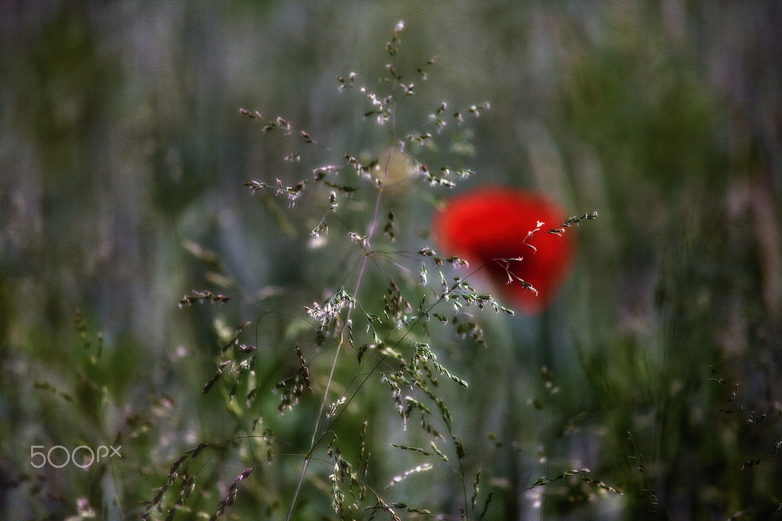 Canon EF-S 55-250mm F4-5.6 IS STM sample photo. Grass #2 photography