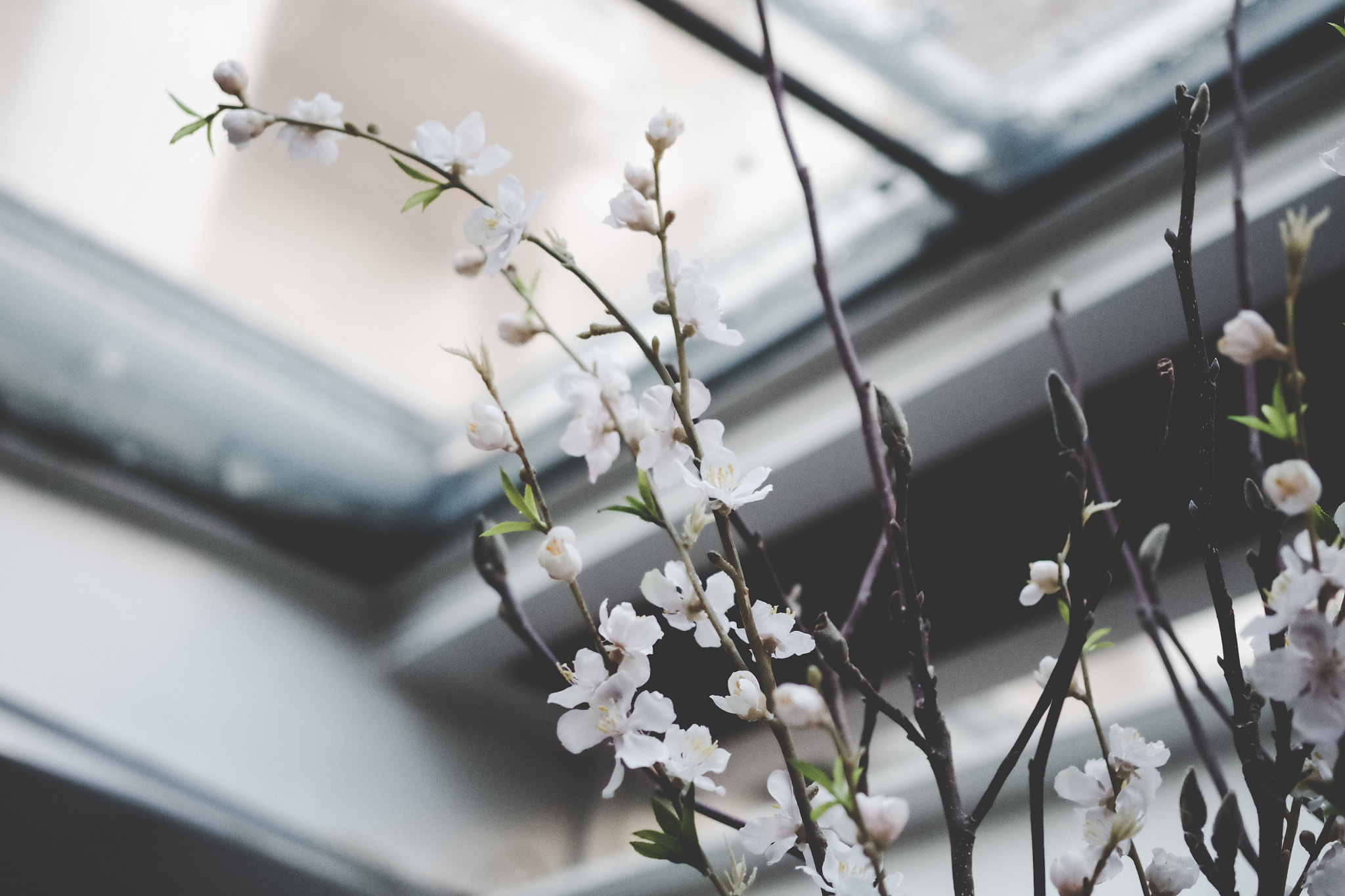 Pentax K-30 + Pentax smc DA 35mm F2.4 AL sample photo. Kuebiko photography