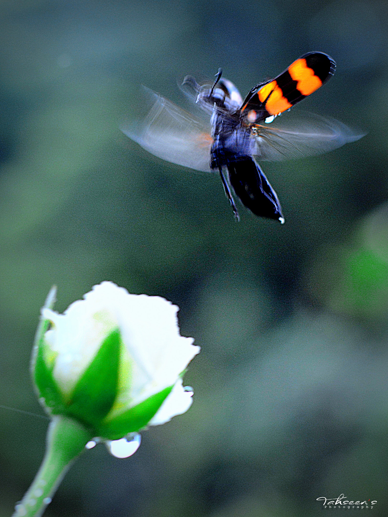 Nikon AF-S Nikkor 500mm F4D ED-IF II sample photo. Beetle photography
