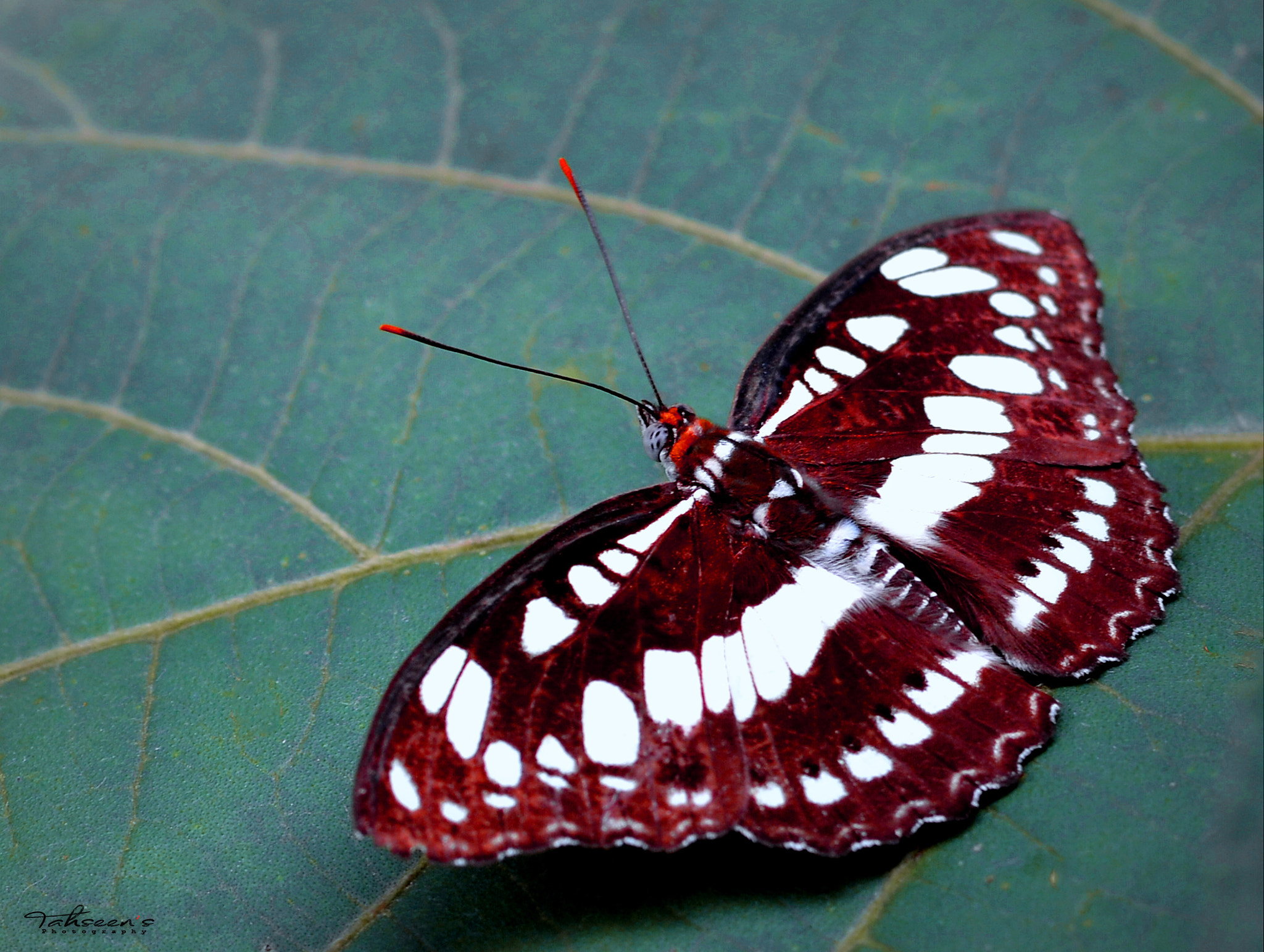 Nikon D7100 + Zeiss Milvus 35mm f/2 sample photo. Butterfly photography