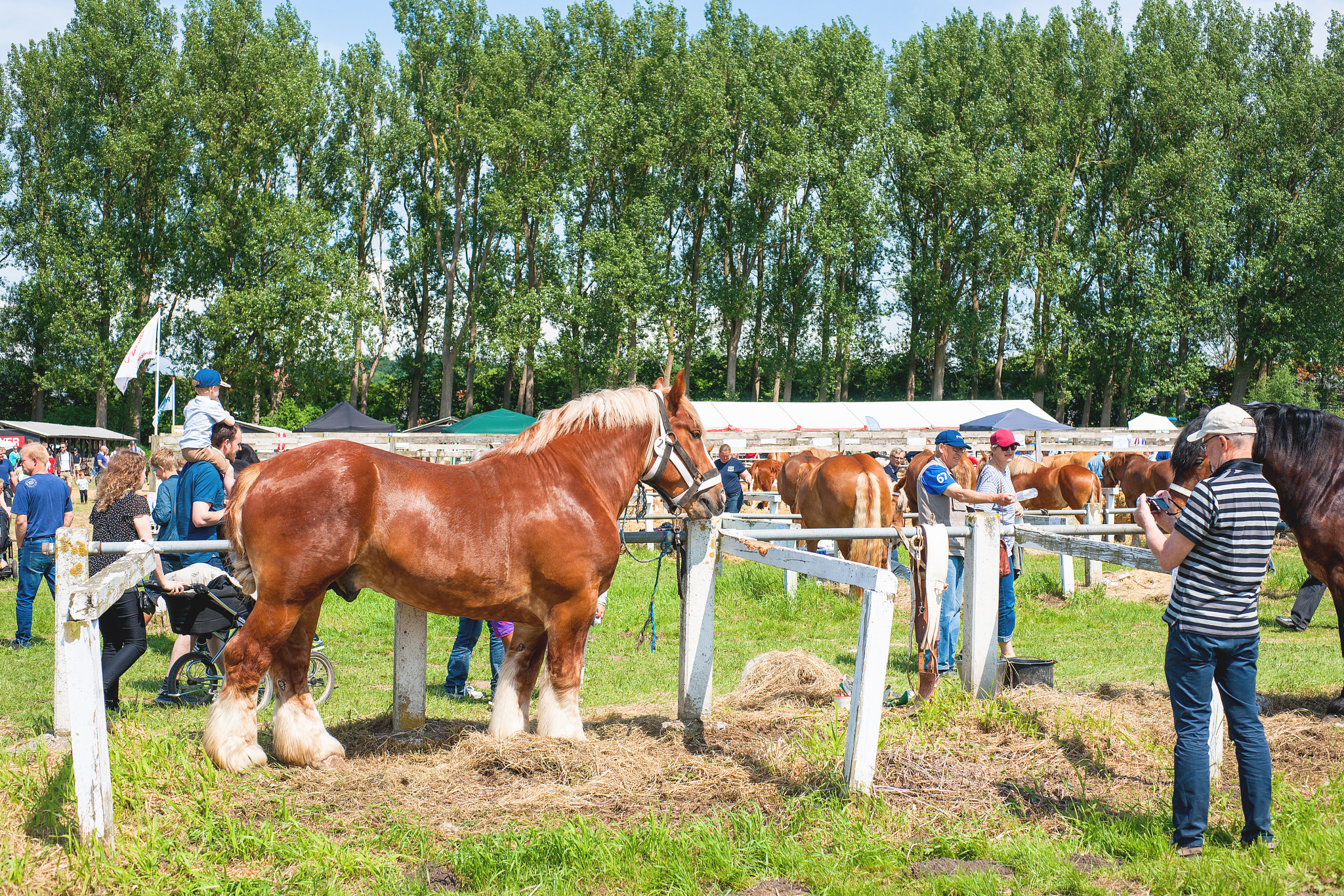 Sony Alpha DSLR-A900 + Sony 50mm F1.4 sample photo. Horses at the annual agricultural show in aabenraa photography
