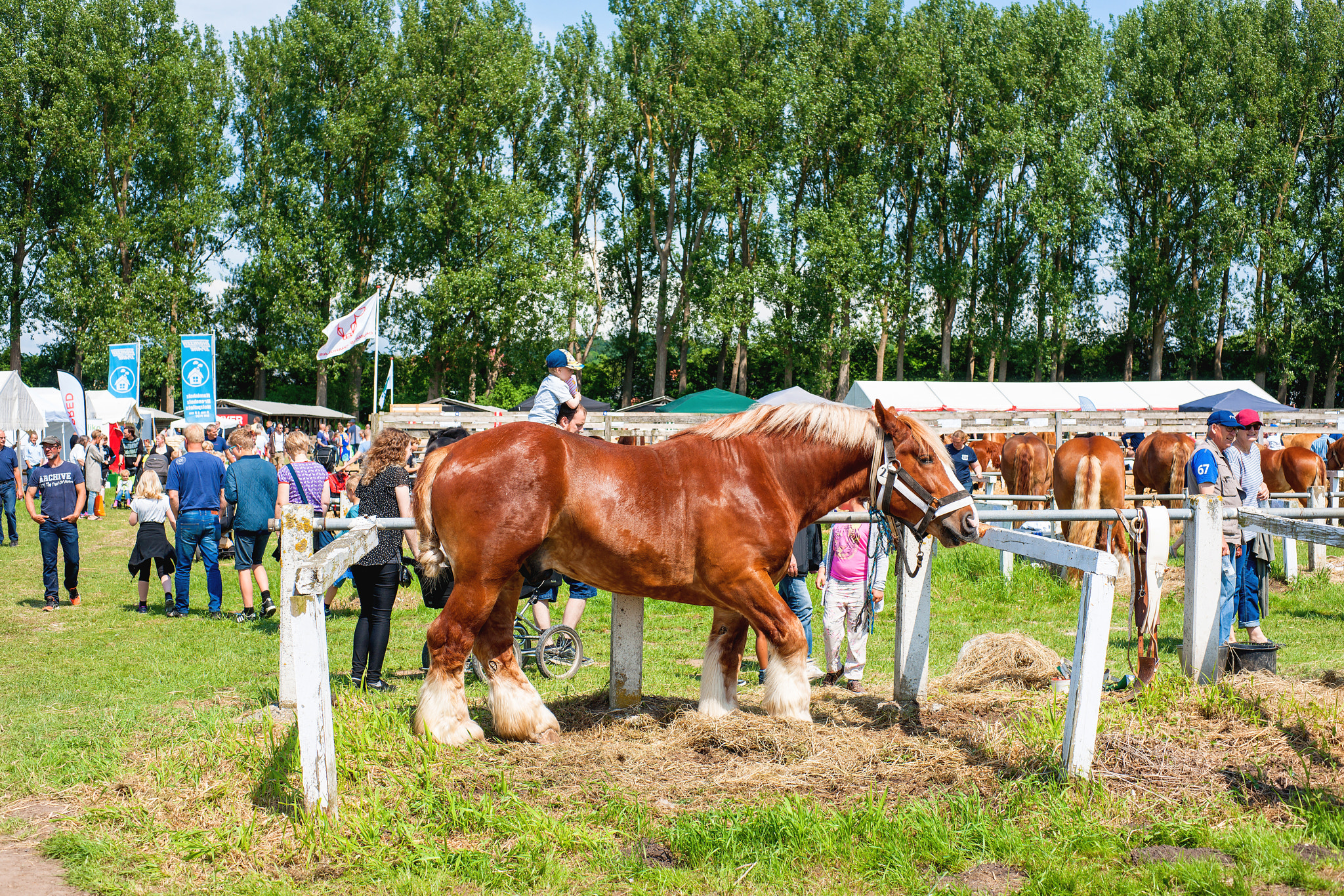 Sony Alpha DSLR-A900 + Sony 50mm F1.4 sample photo. People looking at horses at the agricultural show in aabenraa photography