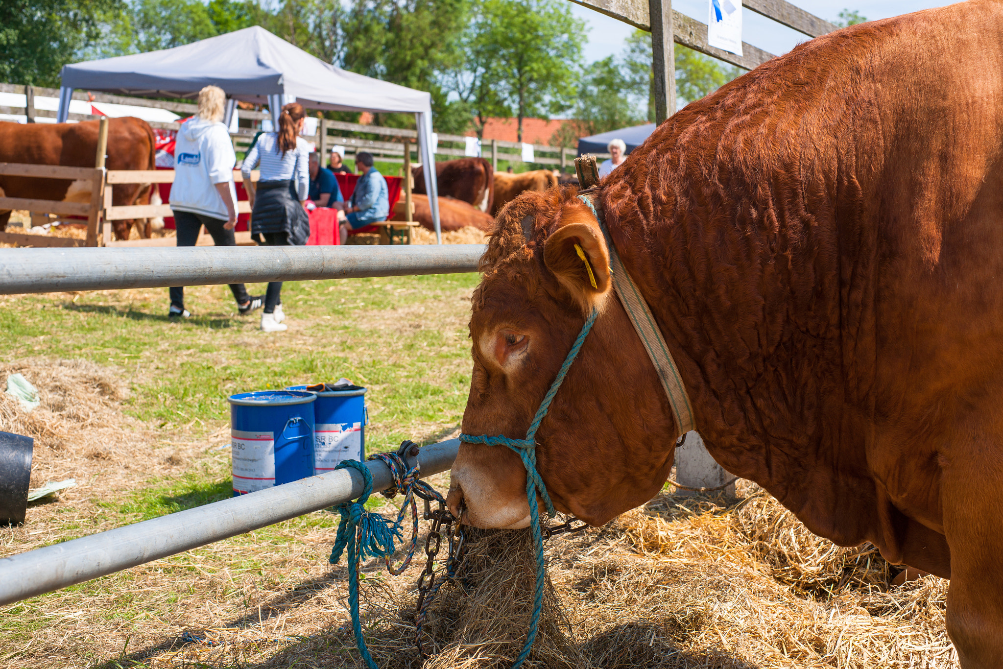 Sony Alpha DSLR-A900 + Sony 50mm F1.4 sample photo. Big bull at the annual agricultural show in aabenraa photography