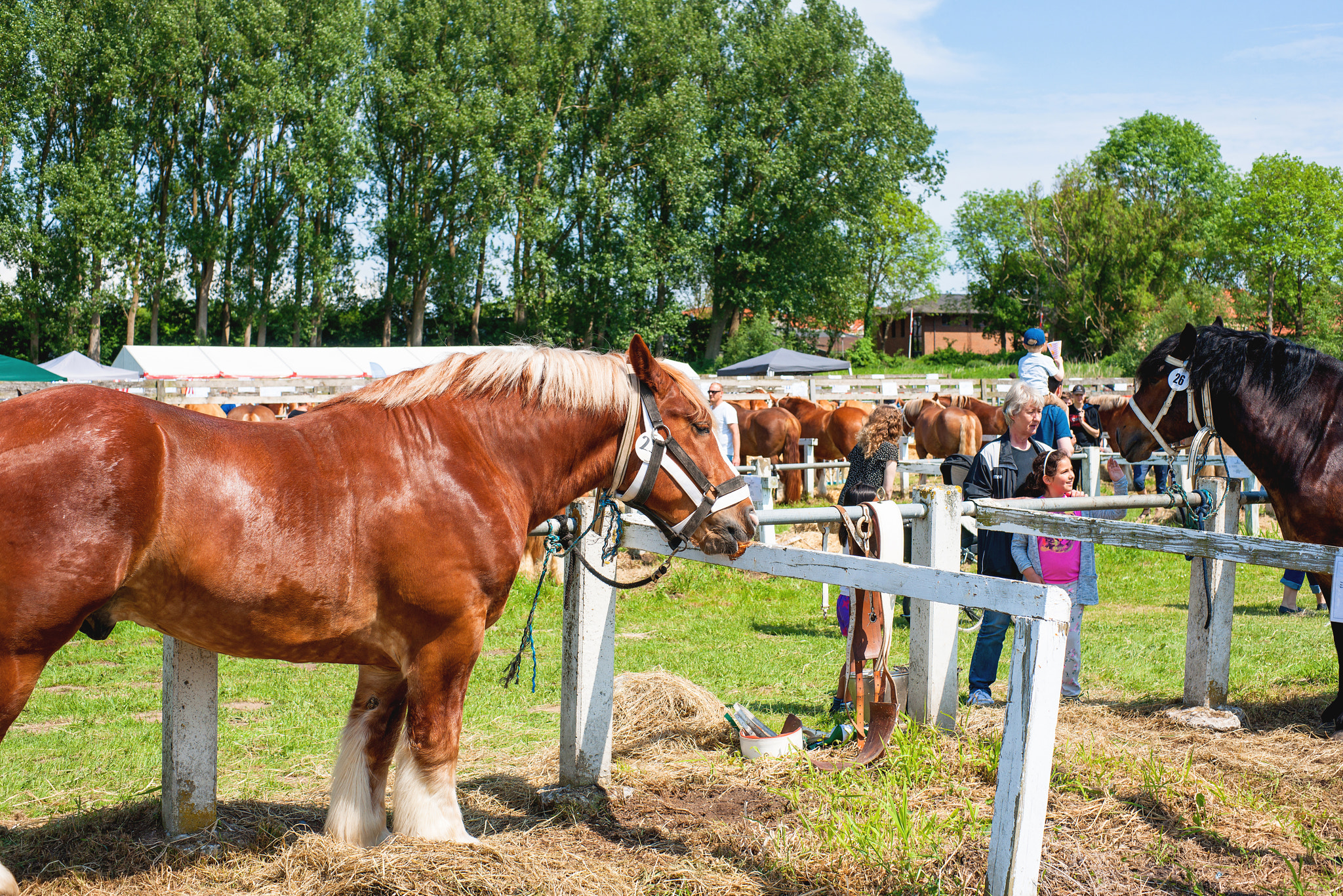 Sony Alpha DSLR-A900 + Sony 50mm F1.4 sample photo. Horses at a agricultural show in denmark photography