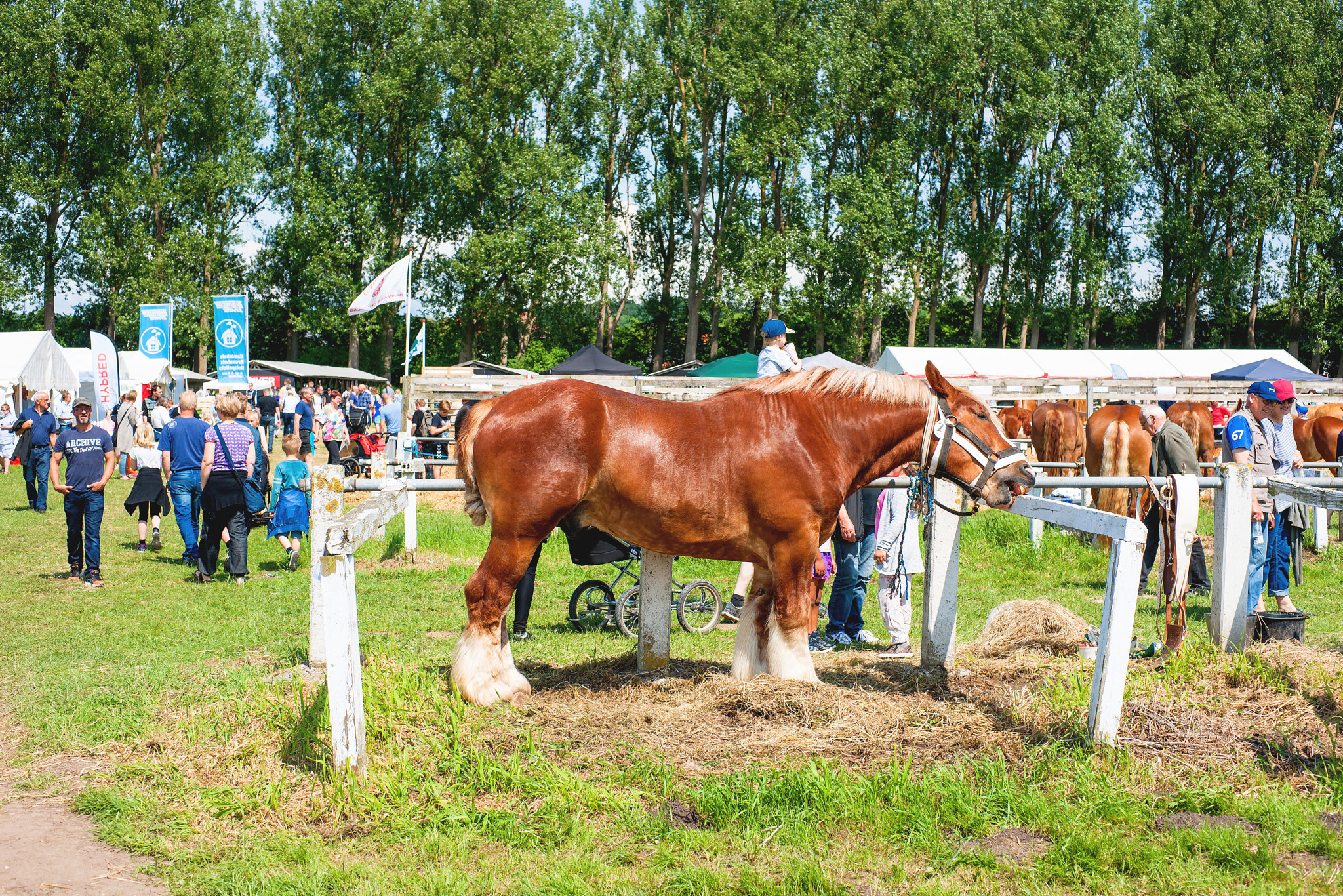 Sony Alpha DSLR-A900 + Sony 50mm F1.4 sample photo. Agricultural show in denmark with beautiful horses photography