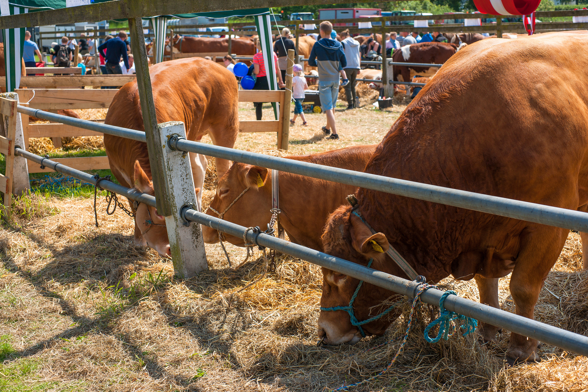 Sony 50mm F1.4 sample photo. Cattle at the annual agricultural show in aabenraa photography