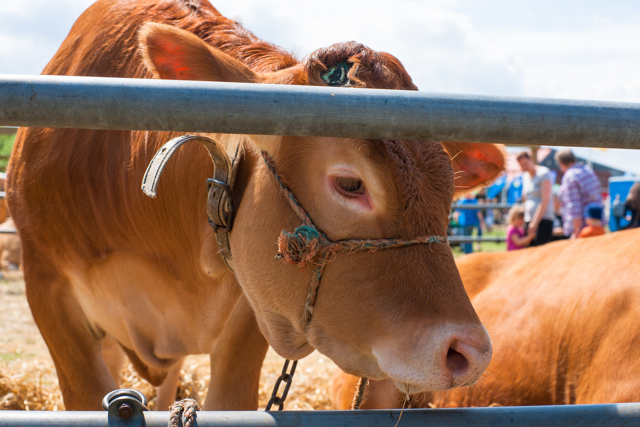 Sony Alpha DSLR-A900 + Sony 50mm F1.4 sample photo. Agricultural show with jersey cattle photography