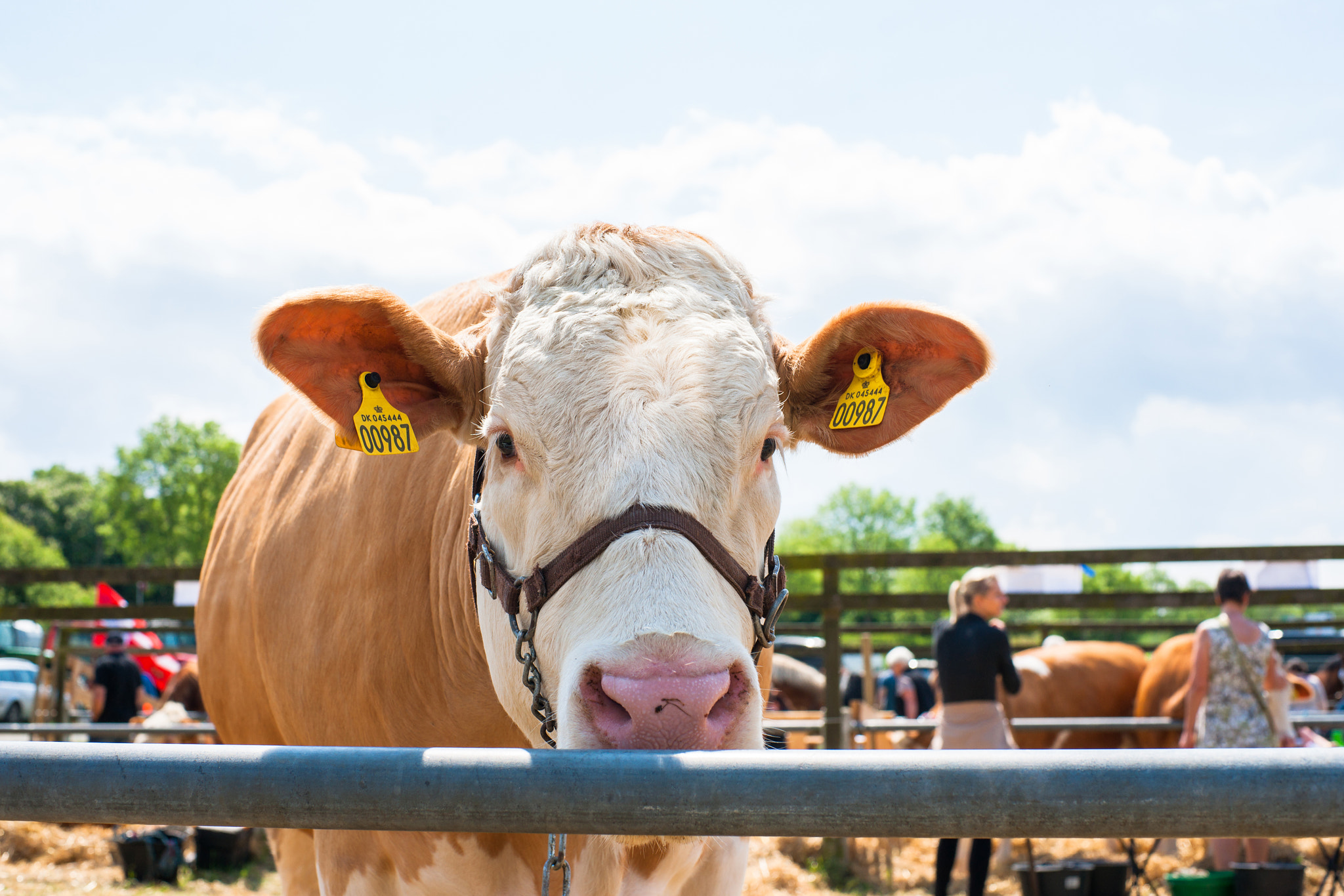 Sony Alpha DSLR-A900 + Sony 50mm F1.4 sample photo. Hereford cow at a agricultural show photography