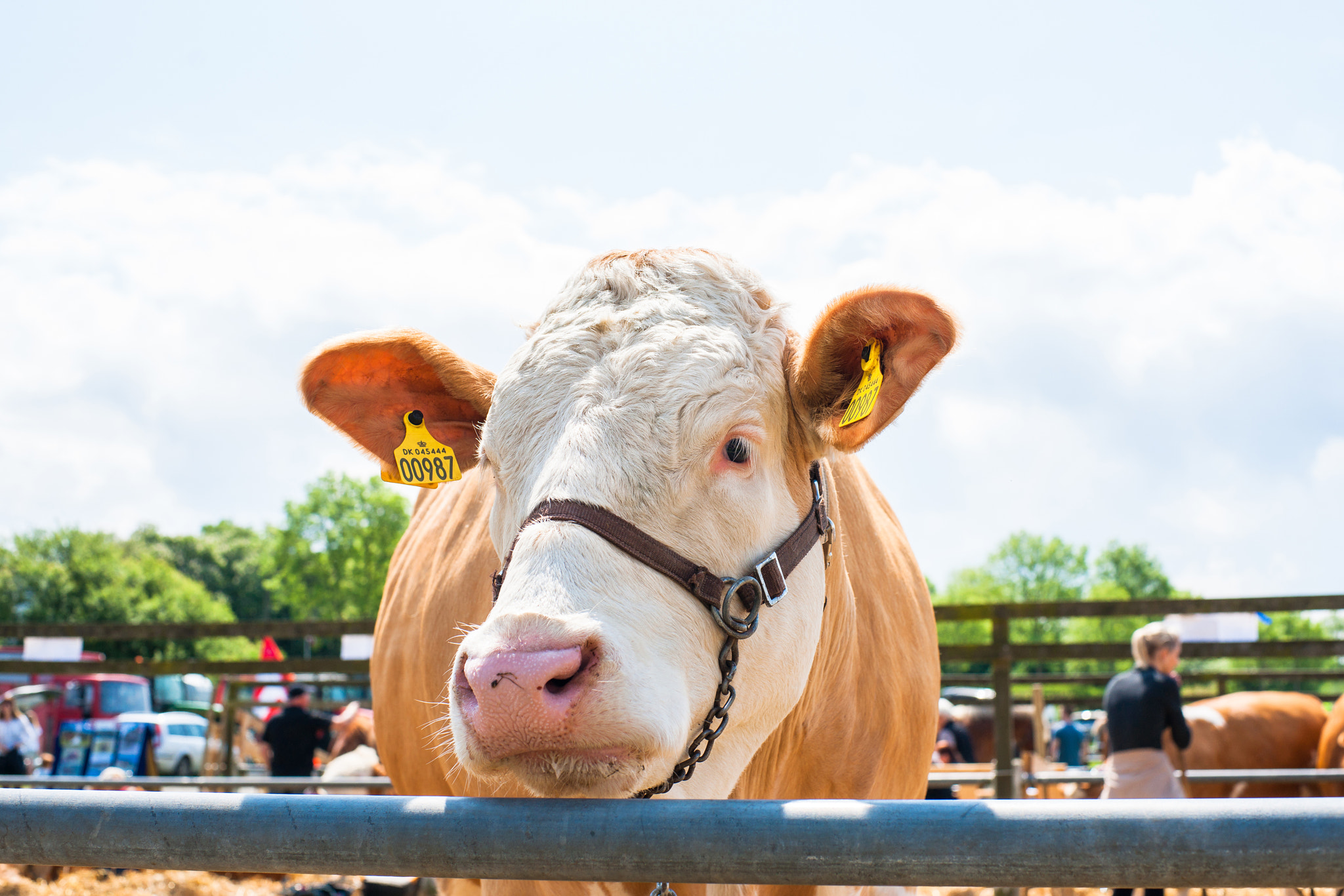 Sony Alpha DSLR-A900 + Sony 50mm F1.4 sample photo. Hereford cattle at a agricultural show in denmark photography