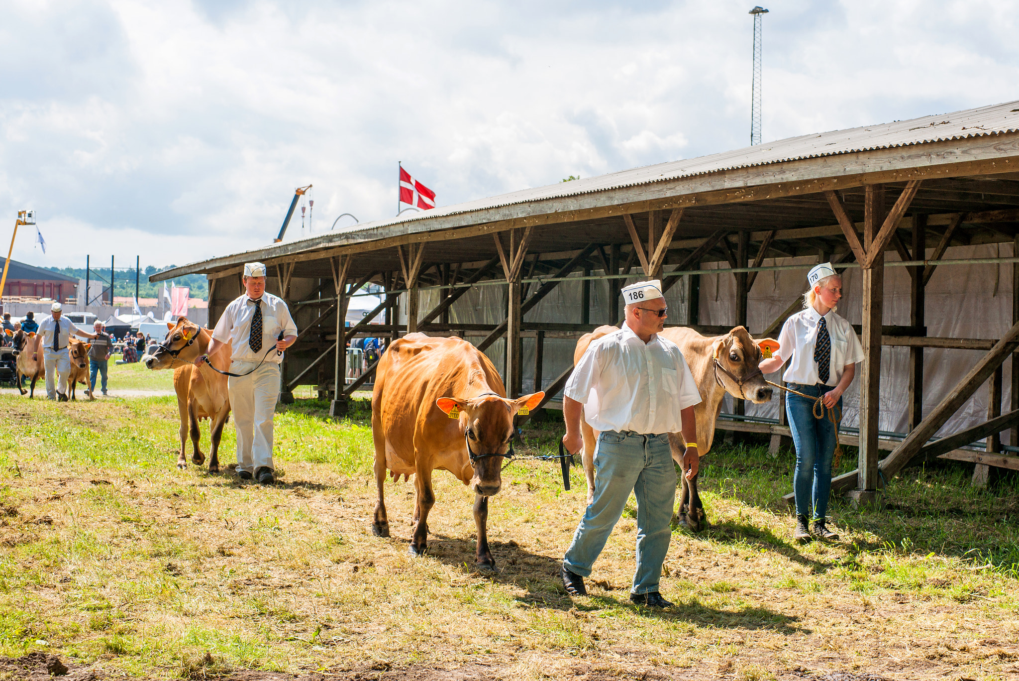 Sony Alpha DSLR-A900 + Sony 50mm F1.4 sample photo. People presenting cattle at a agricultural show photography