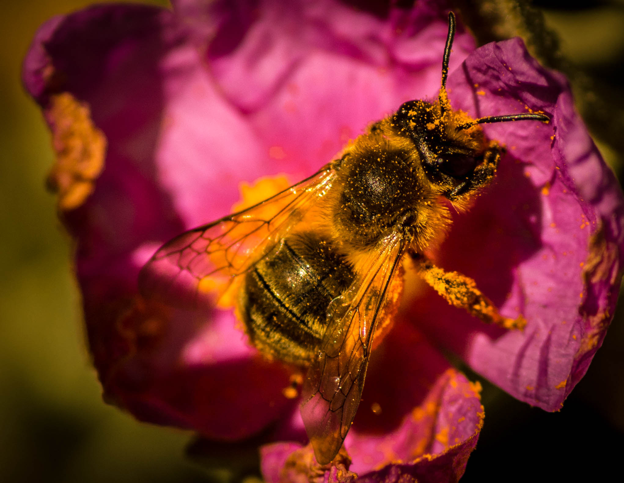 Sony SLT-A65 (SLT-A65V) + Tamron SP AF 90mm F2.8 Di Macro sample photo. Bee photography